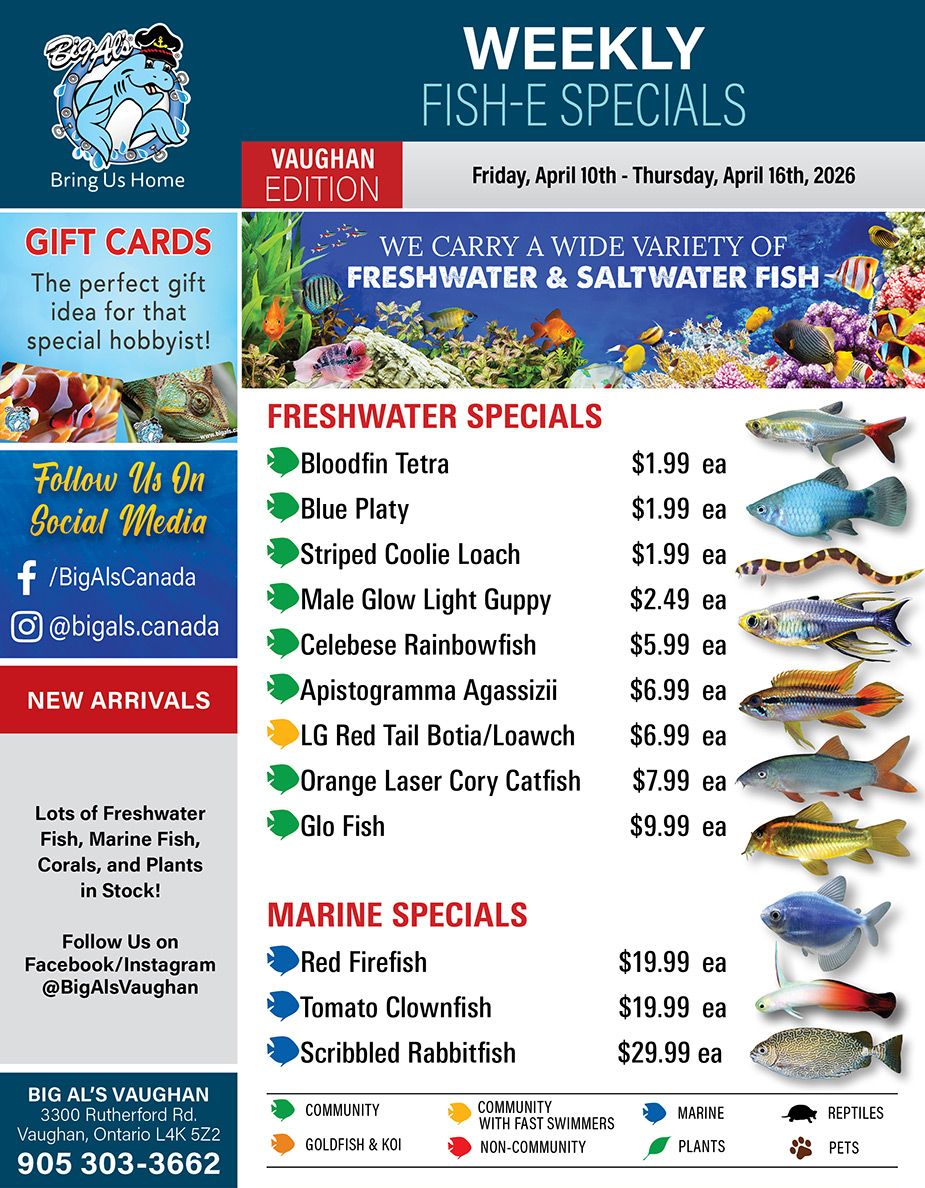 Big Al's flyer from April 10th to April 16th, 2026, featuring weekly fish specials for the Vaughan location. The flyer highlights a wide variety of freshwater and saltwater fish. On the left, there's information about gift cards, social media accounts (@BigAlsCanada, @bigals.canada, @BigAlsVaughan), and new arrivals including freshwater fish, marine fish, corals, and plants. The bottom left provides Big Al's Vaughan address (3300 Rutherford Rd, Vaughan, Ontario L4K 5Z2) and phone number (905 303-3662). The right side lists 'Freshwater Specials' including Bloodfin Tetra for $1.99 each, Blue Platy for $1.99 each, Striped Coolie Loach for $1.99 each, Male Glow Light Guppy for $2.49 each, Celebese Rainbowfish for $5.99 each, Apistogramma Agassizii for $6.99 each, LG Red Tail Botia/Loawch for $6.99 each, Orange Laser Cory Catfish for $7.99 each, and Glo Fish for $9.99 each. Below this are 'Marine Specials' featuring Red Firefish for $19.99 each, Tomato Clownfish for $19.99 each, and Scribbled Rabbitfish for $29.99 each. A legend at the bottom explains icons for different types of aquatic life and pets.