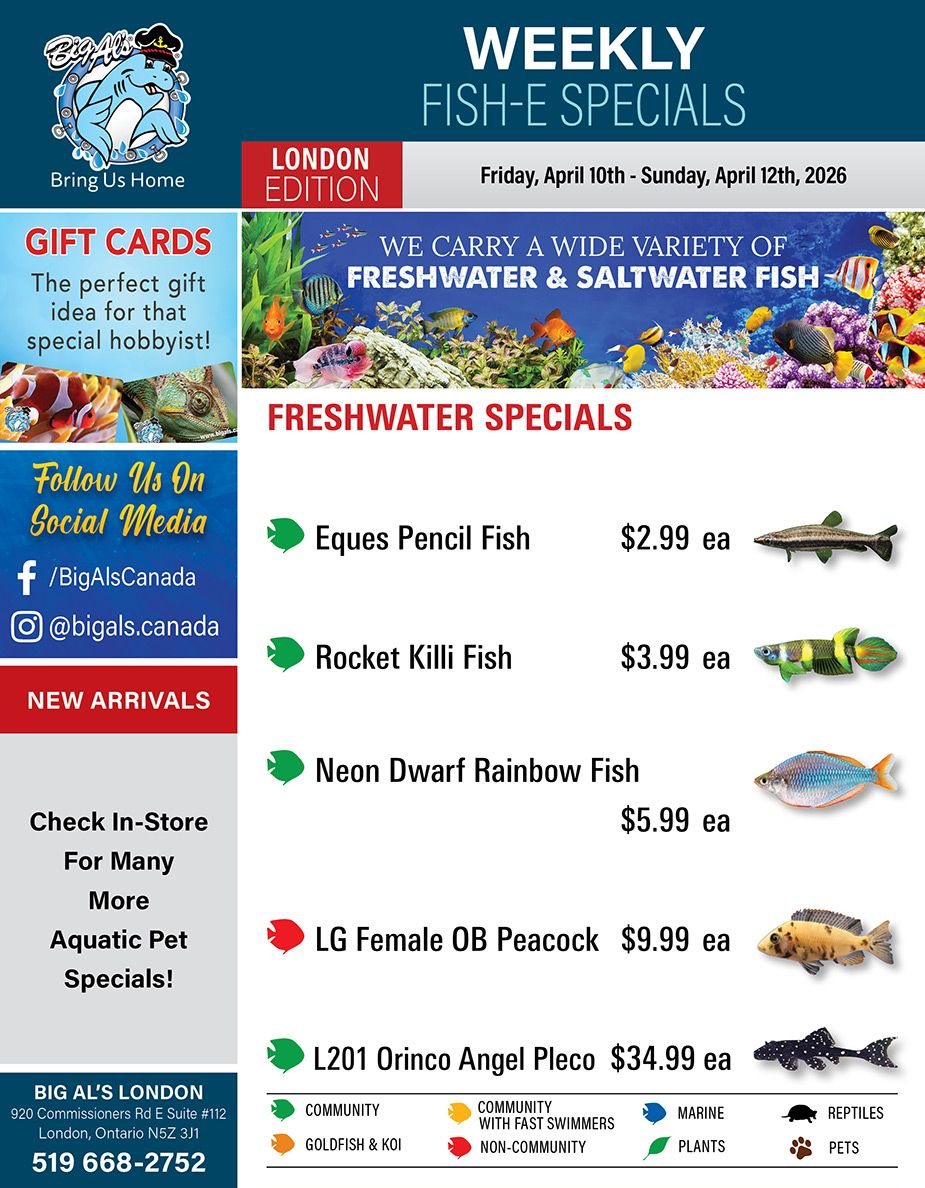Big Al's flyer. The top banner features the Big Al's logo with a shark mascot and the text 'Bring Us Home'. Below, it announces 'WEEKLY FISH-E SPECIALS' for the 'LONDON EDITION', valid from Friday, April 10th to Sunday, April 12th, 2026. On the left, a section advertises 'GIFT CARDS' as 'The perfect gift idea for that special hobbyist!' with images of a clownfish and a gecko. Below this, a 'Follow Us On Social Media' section lists Facebook (/BigAlsCanada) and Instagram (@bigals.canada). Further down, 'NEW ARRIVALS' and 'Check In-Store For Many More Aquatic Pet Specials!' are displayed. The bottom left corner provides the store's London address: 'BIG AL'S LONDON, 920 Commissioners Rd E Suite #112, London, Ontario N5Z 3J1' and phone number '519 668-2752'. The main section of the flyer highlights 'FRESHWATER SPECIALS'. Eques Pencil Fish for $2.99 each. Rocket Killi Fish for $3.99 each. Neon Dwarf Rainbow Fish for $5.99 each. LG Female OB Peacock for $9.99 each. L201 Orinco Angel Pleco for $34.99 each. At the bottom right, a legend explains icons for different categories: green for Community, yellow for Community with Fast Swimmers, orange for Goldfish & Koi, red for Non-Community, blue for Marine, light green for Plants, black for Reptiles, and brown for Pets.
