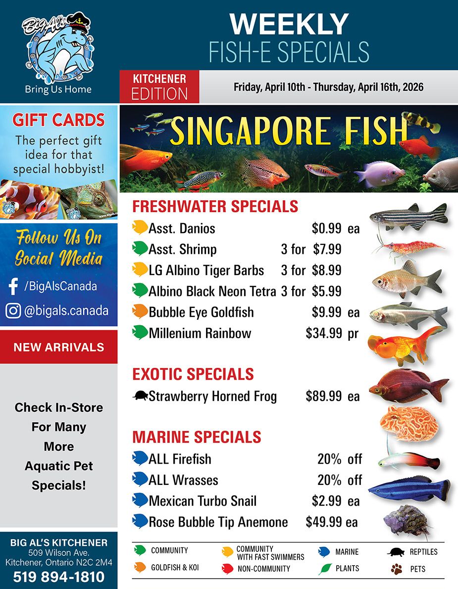 Big Al's flyer featuring Weekly Fish-E Specials for the Kitchener Edition, valid from Friday, April 10th to Thursday, April 16th, 2026. The main banner highlights 'SINGAPORE FISH' with an image of various colourful tropical fish. Gift Cards are available, described as 'The perfect gift idea for that special hobbyist!' The flyer encourages customers to 'Follow Us On Social Media' via Facebook @BigAlsCanada and Instagram @bigals.canada. A 'New Arrivals' section is present, along with a note to 'Check In-Store For Many More Aquatic Pet Specials!' Freshwater Specials include Asst. Danios for $0.99 each, Asst. Shrimp 3 for $7.99, LG Albino Tiger Barbs 3 for $8.99, Albino Black Neon Tetra 3 for $5.99, Bubble Eye Goldfish for $9.99 each, and Millenium Rainbow for $34.99 per pair. Exotic Specials feature a Strawberry Horned Frog for $89.99 each. Marine Specials offer ALL Firefish at 20% off, ALL Wrasses at 20% off, Mexican Turbo Snail for $2.99 each, and Rose Bubble Tip Anemone for $49.99 each. The bottom left of the flyer provides contact information for BIG AL'S KITCHENER at 509 Wilson Ave, Kitchener, Ontario N2C 2M4, with the phone number 519 894-1810. A legend at the bottom categorizes fish types: Community, Goldfish & Koi, Community with fast swimmers, Non-Community, Marine, Plants, Pets, and Reptiles.