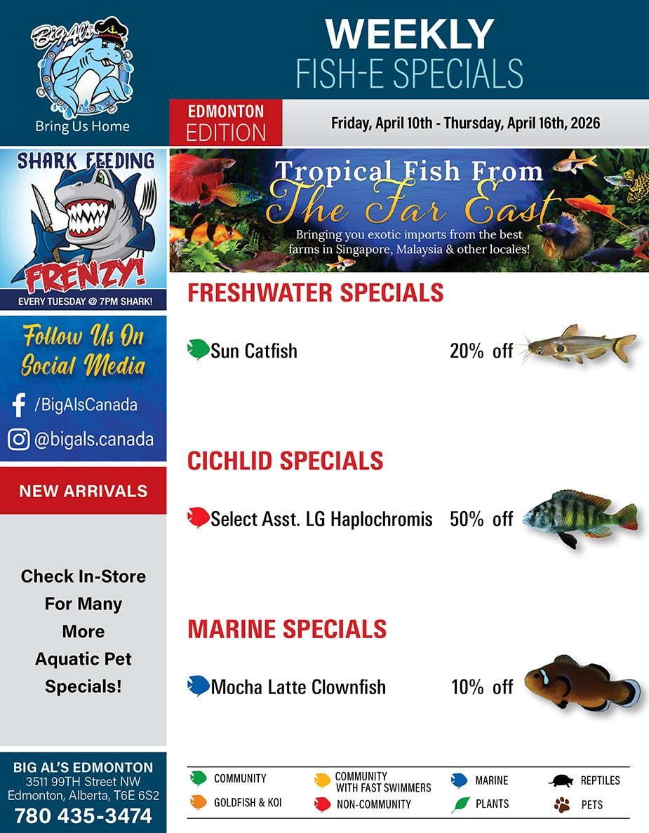 Big Al's flyer featuring Weekly Fish-E Specials for the Edmonton Edition, valid from Friday, April 10th to Thursday, April 16th, 2026. The main feature is 'Tropical Fish From The Far East,' highlighting exotic imports from farms in Singapore, Malaysia, and other locales. Freshwater Specials include Sun Catfish at 20% off. Cichlid Specials offer Select Assorted Large Haplochromis at 50% off. Marine Specials feature Mocha Latte Clownfish at 10% off. The flyer also promotes 'Shark Feeding Frenzy!' every Tuesday at 7 PM. Social media handles for Facebook (/BigAlsCanada) and Instagram (@bigals.canada) are listed. There's a section for 'New Arrivals' and an invitation to 'Check In-Store For Many More Aquatic Pet Specials!' The bottom provides Big Al's Edmonton address: 3511 99TH Street NW, Edmonton, Alberta, T6E 6S2, and phone number: 780 435-3474. A legend at the bottom categorizes fish types: Community, Goldfish & Koi, Community with Fast Swimmers, Non-Community, Marine, Plants, Reptiles, and Pets.