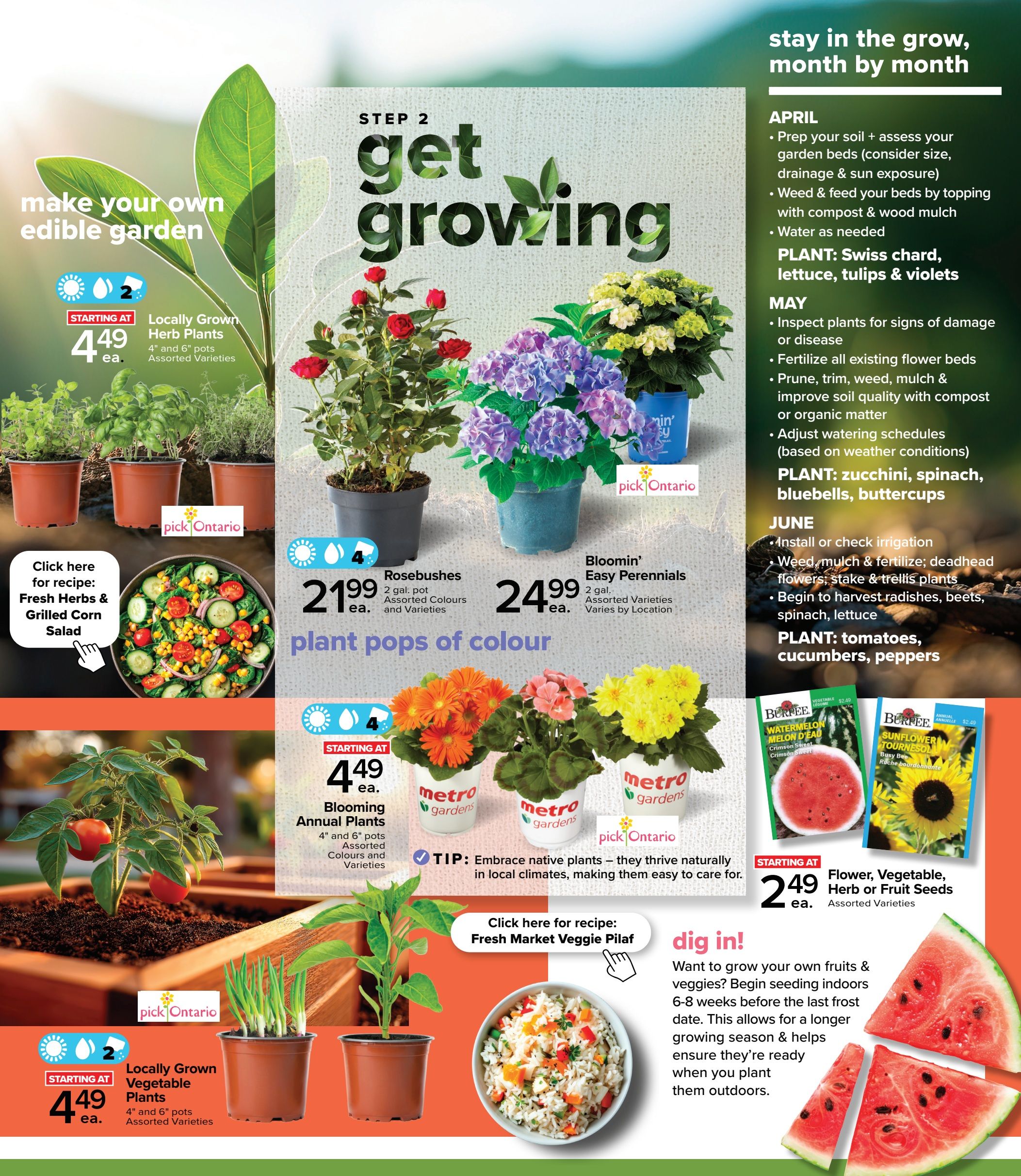 Metro Ontario flyer page 3 features gardening tips and products. 'Make your own edible garden' with Locally Grown Herb Plants in 4' and 6' pots for $4.49 each, assorted varieties. Step 2: 'Get Growing' with Rosebushes in 2-gallon pots for $21.99 each, assorted colours and varieties. Also available are Bloomin' Easy Perennials in 2-gallon pots for $24.99 each, assorted varieties. 'Plant pops of colour' include Blooming Annual Plants in 4' and 6' pots for $4.49 each, assorted colours and varieties. Locally Grown Vegetable Plants in 4' and 6' pots are also $4.49 each, assorted varieties. Find Flower, Vegetable, Herb or Fruit Seeds for $2.49 each, assorted varieties. The page includes a recipe for 'Fresh Herbs & Grilled Corn Salad' and 'Fresh Market Veggie Pilaf'. Gardening advice is provided for April, May, and June, including planting suggestions like Swiss chard, lettuce, tulips, violets, zucchini, spinach, bluebells, buttercups, tomatoes, cucumbers, and peppers.