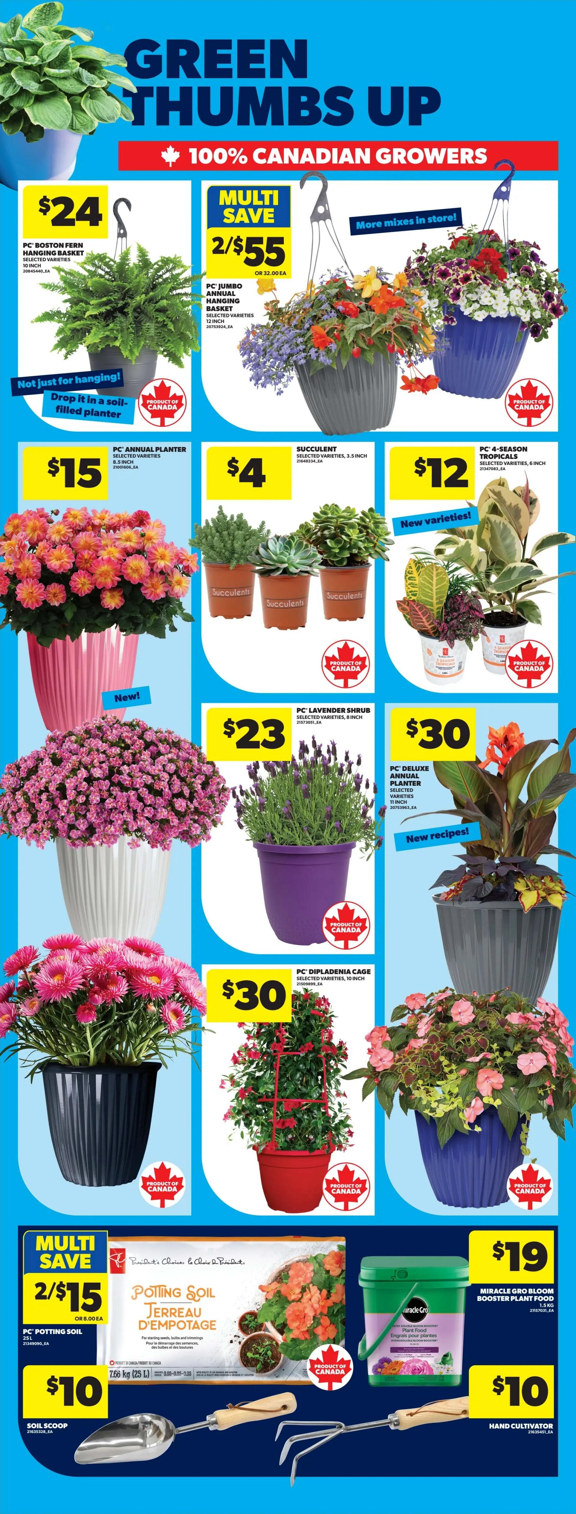 Real Canadian Superstore weekly flyer specials page 52, featuring a variety of plants and gardening supplies. Offers include PC Boston Fern Hanging Basket for $24, Multi-save 2 for $55 on PC Jumbo Annual Hanging Baskets, and PC Annual Planter for $15. Succulents are available for $4 each, and PC 4-Season Tropicals for $12. Also featured are PC Lavender Shrub for $23, PC Dipladenia Cage for $30, and a large pink flowering plant in a pink planter. Multi-save offer on PC Potting Soil, 2 for $15, with a Soil Scoop for $10. Miracle-Gro Booster Plant Food is $19, and a Hand Cultivator is $10. All plants are 100% Canadian grown.