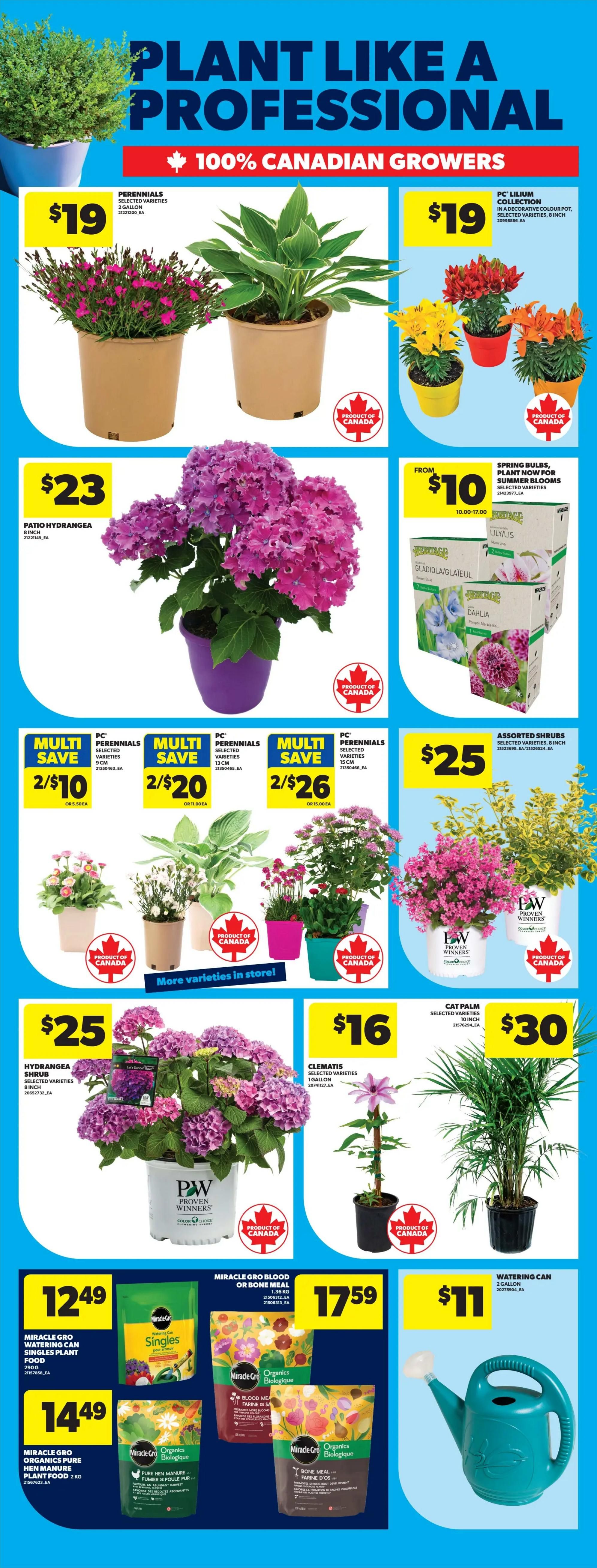 Real Canadian Superstore weekly flyer specials, page 55, featuring a 'Plant Like a Professional' theme with 100% Canadian Growers. Offers include Perennials selected varieties for $19, PC Lilium Collection in a decorative colour pot for $19, and Patio Hydrangea for $23. Multi-save deals are available: 2 for $10 on PC Perennials, 2 for $20 on PC Perennials, and 2 for $26 on PC Perennials. Assorted Shrubs selected varieties, 8 inch, are $25. Spring Bulbs, plant now for summer blooms, selected varieties start from $10. Other plants include Hydrangea Shrub selected varieties, 8 inch, for $25, and Clematis selected varieties, 1 gallon, for $16. A Cat Palm, selected varieties, is $30. Gardening supplies include Miracle Gro Watering Can Singles Plant Food 290g for $12.49, Miracle Gro Organics Pure Hen Manure Plant Food 2 kg for $14.49, Miracle Gro Blood or Bone Meal 1.36 kg for $17.59, and a 2 Gallon Watering Can for $11.