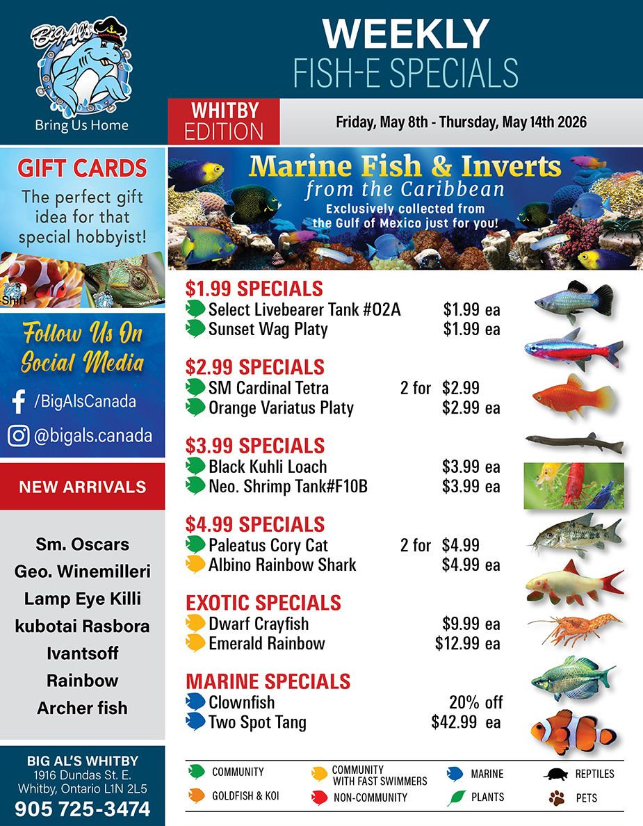 Big Al's flyer for the Whitby edition, valid from Friday, May 8th to Thursday, May 14th 2026, featuring weekly fish specials. The flyer highlights Marine Fish & Inverts exclusively collected from the Gulf of Mexico. Gift cards are available for hobbyists. Customers are encouraged to follow Big Al's on social media via Facebook @BigAlsCanada and Instagram @bigals.canada. New arrivals include Sm. Oscars, Geo. Winemilleri, Lamp Eye Killi, kubotai Rasbora, Ivantsoff, Rainbow, and Archer fish. Special offers include: Select Livebearer Tank #02A for $1.99 each and Sunset Wag Platy for $1.99 each. SM Cardinal Tetra are 2 for $2.99, and Orange Variatus Platy are $2.99 each. Black Kuhli Loach are $3.99 each, and Neo. Shrimp Tank#F10B are $3.99 each. Paleatus Cory Cat are 2 for $4.99, and Albino Rainbow Shark are $4.99 each. Exotic specials feature Dwarf Crayfish for $9.99 each and Emerald Rainbow for $12.99 each. Marine specials include Clownfish at 20% off and Two Spot Tang for $42.99 each. The bottom of the flyer provides a legend for fish types: Community, Goldfish & Koi, Community with Fast Swimmers, Non-Community, Marine, Plants, Reptiles, and Pets. Store contact information for Big Al's Whitby is 1916 Dundas St. E., Whitby, Ontario L1N 2L5, phone 905 725-3474.