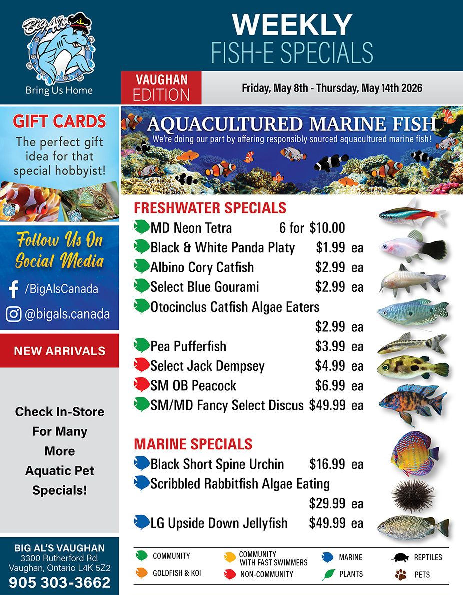 Big Al's - Vaughan weekly flyer, valid from Friday, May 8th to Thursday, May 14th 2026. The flyer features 'WEEKLY FISH-E SPECIALS' and highlights 'AQUACULTURED MARINE FISH,' stating, 'We're doing our part by offering responsibly sourced aquacultured marine fish!' An image displays various colourful marine fish in an aquarium setting. The left column promotes 'GIFT CARDS' as 'The perfect gift idea for that special hobbyist!' with an accompanying image of different aquatic pets. It also encourages customers to 'Follow Us On Social Media' via Facebook (@BigAlsCanada) and Instagram (@bigals.canada), mentions 'NEW ARRIVALS,' and advises to 'Check In-Store For Many More Aquatic Pet Specials!' The 'FRESHWATER SPECIALS' section lists: MD Neon Tetra, 6 for $10.00; Black & White Panda Platy, $1.99 each; Albino Cory Catfish, $2.99 each; Select Blue Gourami, $2.99 each; Otocinclus Catfish Algae Eaters, $2.99 each; Pea Pufferfish, $3.99 each; Select Jack Dempsey, $4.99 each; SM OB Peacock, $6.99 each; and SM/MD Fancy Select Discus, $49.99 each. The 'MARINE SPECIALS' section includes: Black Short Spine Urchin, $16.99 each; Scribbled Rabbitfish Algae Eating, $29.99 each; and LG Upside Down Jellyfish, $49.99 each. The bottom of the flyer provides Big Al's Vaughan address: 3300 Rutherford Rd., Vaughan, Ontario L4K 5Z2, and phone number: 905 303-3662. A legend at the bottom categorizes fish types with colour-coded icons for Community, Goldfish & Koi, Community with Fast Swimmers, Non-Community, Marine, Plants, Reptiles, and Pets.