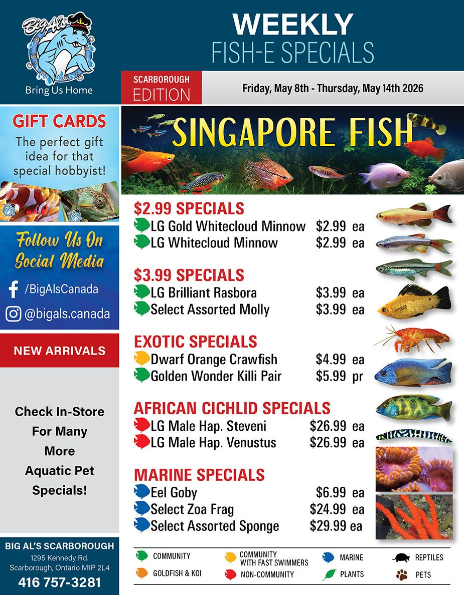 Big Al's flyer featuring weekly fish specials for the Scarborough Edition, valid from Friday, May 8th to Thursday, May 14th, 2026. The flyer highlights 'Singapore Fish' with a vibrant image of various colourful aquarium fish. Special offers include 'LG Gold Whitecloud Minnow' for $2.99 each and 'LG Whitecloud Minnow' for $2.99 each. Other $3.99 specials feature 'LG Brilliant Rasbora' for $3.99 each and 'Select Assorted Molly' for $3.99 each. Exotic specials include 'Dwarf Orange Crawfish' for $4.99 each and 'Golden Wonder Killi Pair' for $5.99 per pair. African Cichlid specials feature 'LG Male Hap. Steveni' for $26.99 each and 'LG Male Hap. Venustus' for $26.99 each. Marine specials include 'Eel Goby' for $6.99 each, 'Select Zoa Frag' for $24.99 each, and 'Select Assorted Sponge' for $29.99 each. The flyer also promotes 'Gift Cards' as a perfect idea for hobbyists, encourages customers to 'Follow Us On Social Media' via @BigAlsCanada on Facebook and @bigals.canada on Instagram, and mentions 'New Arrivals' and a call to 'Check In-Store For Many More Aquatic Pet Specials!' The bottom of the flyer provides Big Al's Scarborough address at 1295 Kennedy Rd, Scarborough, Ontario M1P 2L4, and phone number 416 757-3281. A legend at the bottom categorizes species into Community, Community with Fast Swimmers, Goldfish & Koi, Non-Community, Marine, Plants, Reptiles, and Pets.