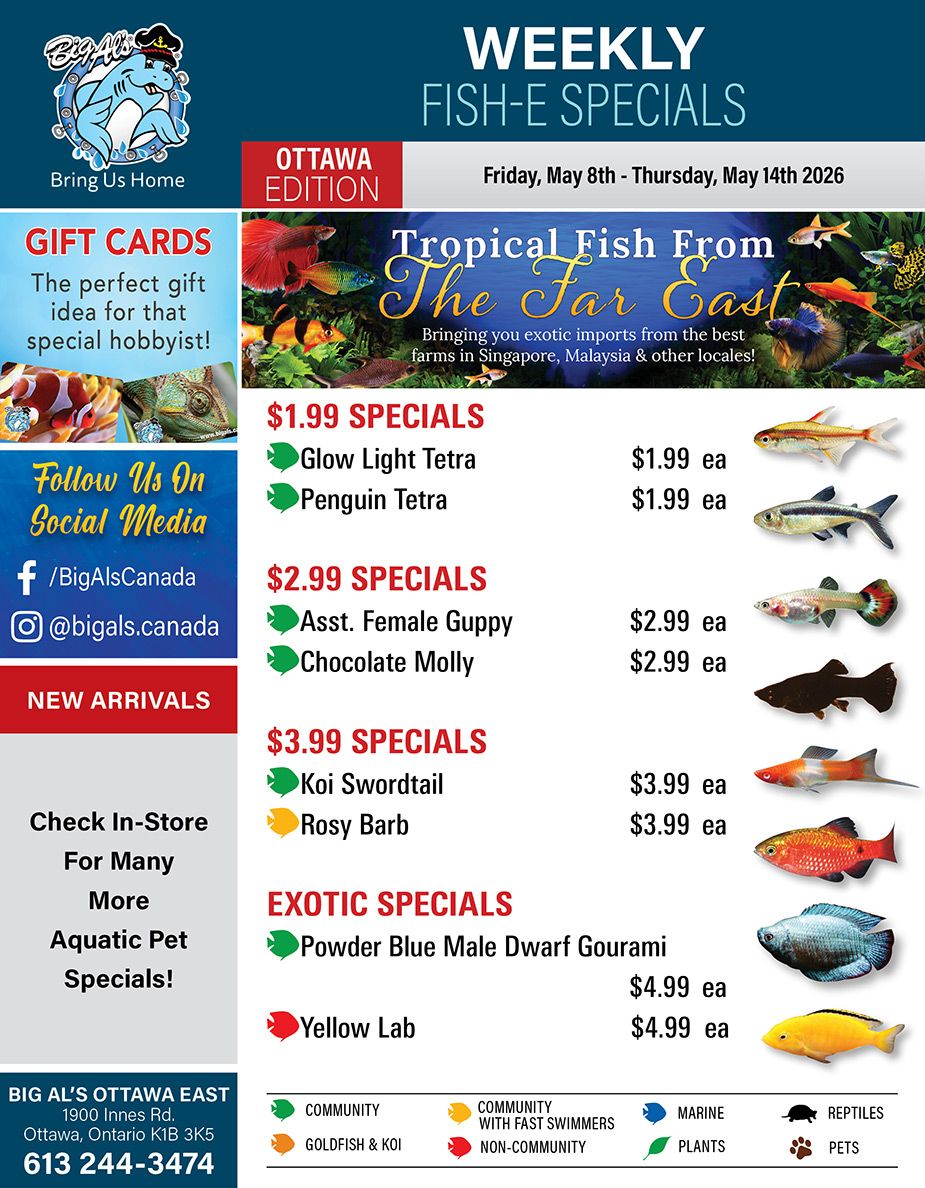Big Al's flyer, Ottawa Edition, valid Friday, May 8th to Thursday, May 14th 2026. The flyer features 'Weekly Fish-E Specials' and 'Tropical Fish From The Far East', highlighting exotic imports from Singapore, Malaysia, and other locales. Gift Cards are advertised as the perfect gift idea for special hobbyists. The flyer encourages customers to 'Follow Us On Social Media' via Facebook @BigAlsCanada and Instagram @bigals.canada. A 'New Arrivals' section prompts customers to 'Check In-Store For Many More Aquatic Pet Specials!' The fish specials include: $1.99 each for Glow Light Tetra and Penguin Tetra. $2.99 each for Asst. Female Guppy and Chocolate Molly. $3.99 each for Koi Swordtail and Rosy Barb. Exotic Specials are $4.99 each for Powder Blue Male Dwarf Gourami and Yellow Lab. The bottom of the flyer provides Big Al's Ottawa East address: 1900 Innes Rd., Ottawa, Ontario K1B 3K5, and phone number: 613 244-3474. A legend with icons indicates categories: Community, Goldfish & Koi, Community with Fast Swimmers, Non-Community, Marine, Plants, Reptiles, and Pets.