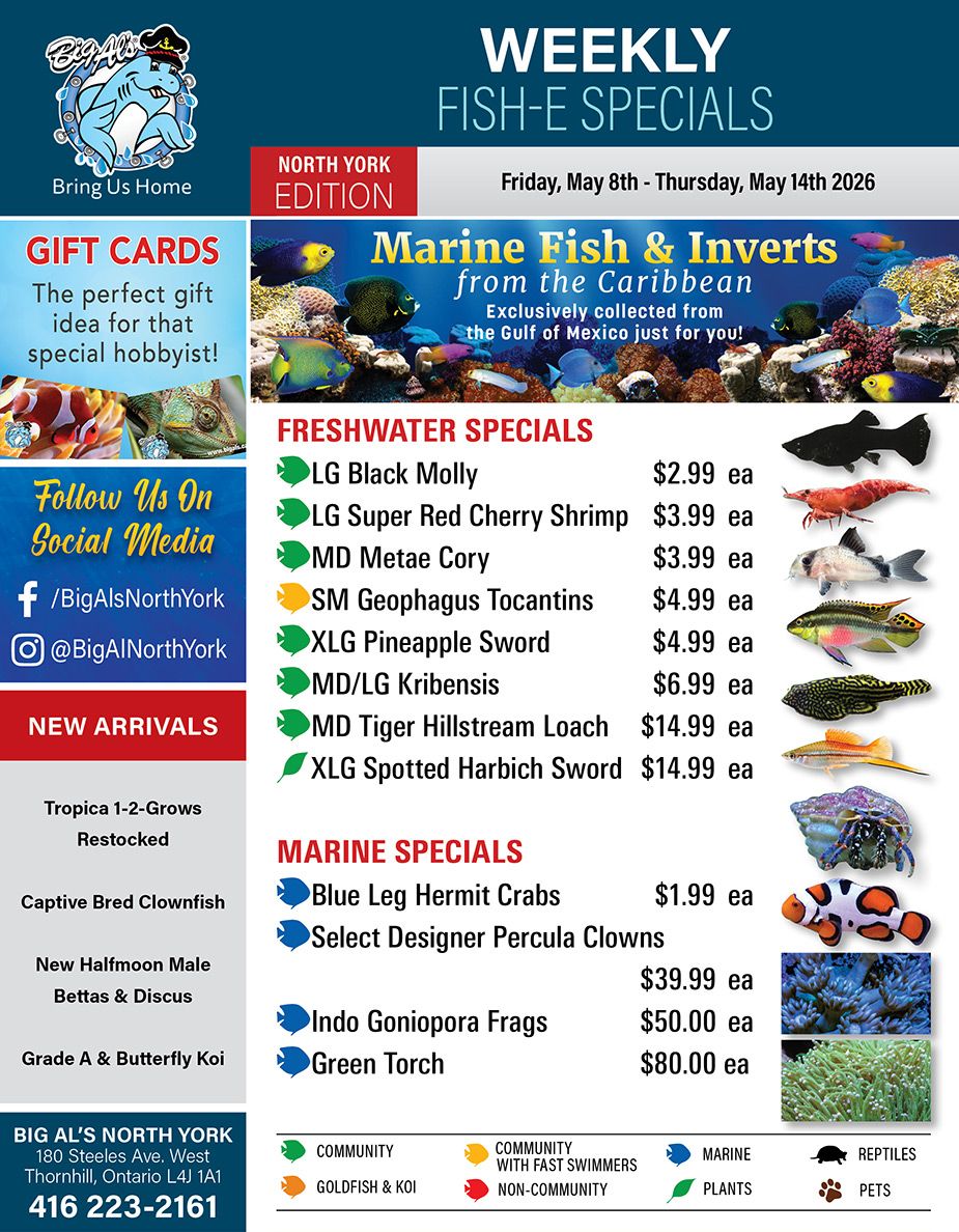 Big Al's flyer for North York, valid from May 8th to May 14th 2026, features weekly fish specials. The top of the flyer displays the Big Al's logo with a shark mascot and the text 'Bring Us Home', alongside 'WEEKLY FISH-E SPECIALS'. A section highlights 'GIFT CARDS' as the perfect gift for hobbyists, with an image of various colourful fish. Another prominent section advertises 'Marine Fish & Inverts from the Caribbean', exclusively collected from the Gulf of Mexico, accompanied by an image of vibrant marine life. Social media handles for Facebook and Instagram are listed as /BigAlsNorthYork and @BigAlNorthYork. 'NEW ARRIVALS' include Tropica 1-2-Grows Restocked, Captive Bred Clownfish, New Halfmoon Male Bettas & Discus, and Grade A & Butterfly Koi. The 'FRESHWATER SPECIALS' section lists: LG Black Molly for $2.99 each, LG Super Red Cherry Shrimp for $3.99 each, MD Metae Cory for $3.99 each, SM Geophagus Tocantins for $4.99 each, XLG Pineapple Sword for $4.99 each, MD/LG Kribensis for $6.99 each, MD Tiger Hillstream Loach for $14.99 each, and XLG Spotted Harbich Sword for $14.99 each. Each item is accompanied by a small image of the fish or shrimp. The 'MARINE SPECIALS' section includes: Blue Leg Hermit Crabs for $1.99 each, Select Designer Percula Clowns for $39.99 each, Indo Goniopora Frags for $50.00 each, and Green Torch for $80.00 each. Images show a hermit crab, a clownfish, and two types of coral. The bottom of the flyer provides contact information for Big Al's North York: 180 Steeles Ave. West, Thornhill, Ontario L4J 1A1, and phone number 416 223-2161. A small legend at the bottom uses icons to categorize different types of aquatic life and products, including Community, Goldfish & Koi, Community with Fast Swimmers, Non-Community, Marine, Plants, Reptiles, and Pets.