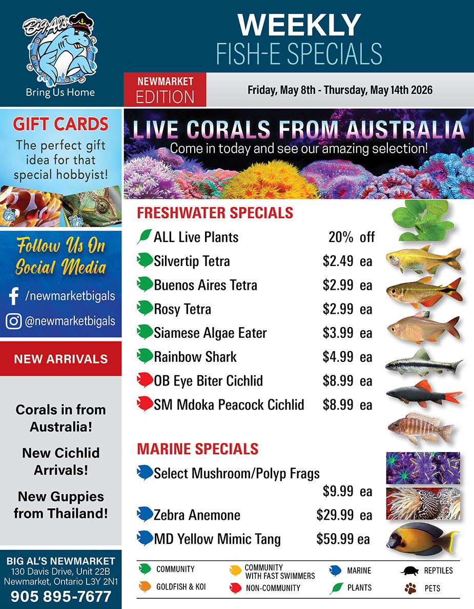 Big Al's flyer features weekly fish and aquatic specials for the Newmarket location, valid from Friday, May 8th to Thursday, May 14th, 2026. The flyer promotes gift cards as the perfect gift for hobbyists, shown with images of a clownfish and a gecko. A prominent section highlights 'Live Corals from Australia,' inviting customers to see their amazing selection, accompanied by a vibrant image of various colourful corals. The 'Freshwater Specials' section lists several fish and plant deals: All Live Plants are 20% off. Silvertip Tetras are $2.49 each, Buenos Aires Tetras are $2.99 each, and Rosy Tetras are $2.99 each. Siamese Algae Eaters are priced at $3.99 each, Rainbow Sharks at $4.99 each, OB Eye Biter Cichlids at $8.99 each, and SM Mdoka Peacock Cichlids at $8.99 each. Images of these fish are displayed next to their respective prices. Under 'Marine Specials,' customers can find Select Mushroom/Polyp Frags for $9.99 each, Zebra Anemones for $29.99 each, and MD Yellow Mimic Tangs for $59.99 each, each with a corresponding image. 'New Arrivals' are announced, including corals from Australia, new cichlid arrivals, and new guppies from Thailand. The flyer also encourages customers to 'Follow Us On Social Media' via Facebook (/newmarketbigals) and Instagram (@newmarketbigals). Contact information for Big Al's Newmarket is provided: 130 Davis Drive, Unit 22B, Newmarket, Ontario L3Y 2N1, and the phone number is 905 895-7677. A legend at the bottom uses icons to categorize different types of aquatic life and pets, such as Community, Goldfish & Koi, Marine, Plants, Reptiles, and Pets.