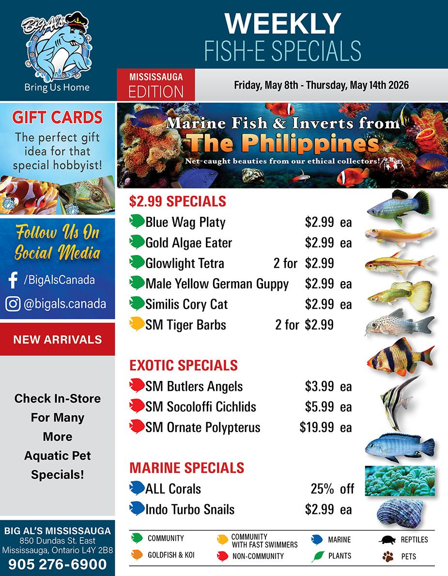 Big Al's flyer featuring weekly fish and marine specials for the Mississauga edition, valid from May 8th to May 14th, 2026. The flyer highlights 'WEEKLY FISH-E SPECIALS' and promotes 'Marine Fish & Inverts from The Philippines', described as net-caught beauties from ethical collectors. A section for 'GIFT CARDS' suggests they are the perfect gift for special hobbyists. Social media handles for Facebook (/BigAlsCanada) and Instagram (@bigals.canada) are listed. There's a 'NEW ARRIVALS' section and an invitation to 'Check In-Store For Many More Aquatic Pet Specials!'. The flyer details '$2.99 SPECIALS' including Blue Wag Platy for $2.99 each, Gold Algae Eater for $2.99 each, Glowlight Tetra 2 for $2.99, Male Yellow German Guppy for $2.99 each, Similis Cory Cat for $2.99 each, and SM Tiger Barbs 2 for $2.99. 'EXOTIC SPECIALS' feature SM Butlers Angels for $3.99 each, SM Socoloffi Cichlids for $5.99 each, and SM Ornate Polypterus for $19.99 each. 'MARINE SPECIALS' include ALL Corals at 25% off and Indo Turbo Snails for $2.99 each. The bottom of the flyer provides Big Al's Mississauga address: 850 Dundas St. East, Mississauga, Ontario L4Y 2B8, and phone number 905 276-6900. A legend at the bottom categorizes products into Community, Goldfish & Koi, Community with Fast Swimmers, Non-Community, Marine, Plants, Reptiles, and Pets.
