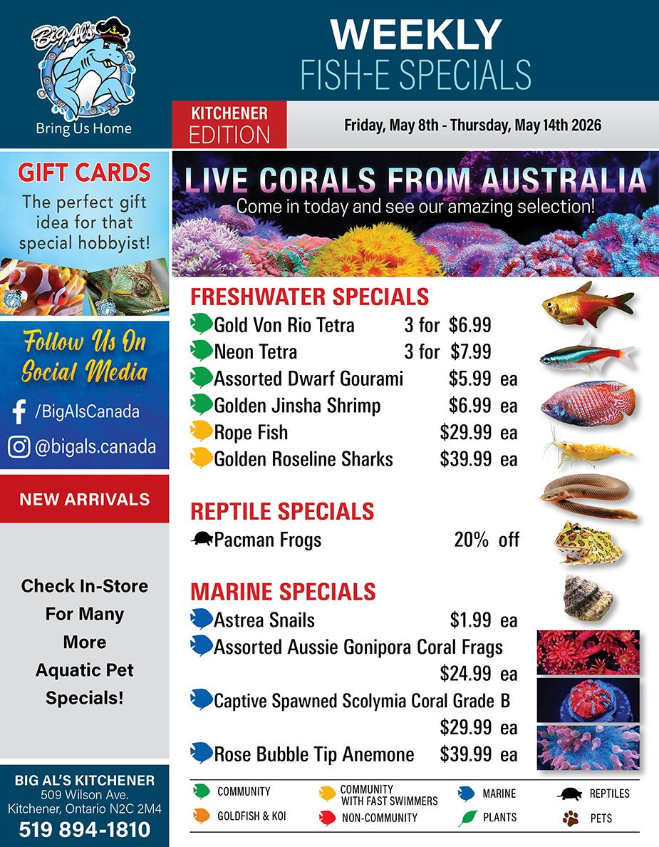 Big Al's flyer featuring weekly Fish-E Specials for the Kitchener edition, valid from Friday, May 8th to Thursday, May 14th 2026. The flyer highlights Gift Cards as the perfect gift idea for hobbyists. The main feature promotes Live Corals from Australia, inviting customers to see their amazing selection, accompanied by an image of vibrant corals. Freshwater Specials include Gold Von Rio Tetra at 3 for $6.99, Neon Tetra at 3 for $7.99, Assorted Dwarf Gourami for $5.99 each, Golden Jinsha Shrimp for $6.99 each, Rope Fish for $29.99 each, and Golden Roseline Sharks for $39.99 each. Reptile Specials feature Pacman Frogs at 20% off. Marine Specials offer Astrea Snails for $1.99 each, Assorted Aussie Gonipora Coral Frags for $24.99 each, Captive Spawned Scolymia Coral Grade B for $29.99 each, and Rose Bubble Tip Anemone for $39.99 each. The flyer also encourages customers to follow Big Al's on social media (@BigAlsCanada on Facebook, @bigals.canada on Instagram) and to check in-store for new arrivals and more aquatic pet specials. Contact information for Big Al's Kitchener is provided: 509 Wilson Ave, Kitchener, Ontario N2C 2M4, phone 519 894-1810. A legend at the bottom categorizes pets and plants.