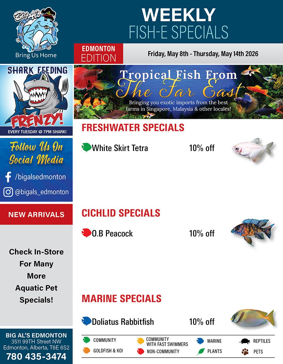 Big Al's weekly flyer for Edmonton, valid from Friday, May 8th to Thursday, May 14th 2026. The flyer features 'Weekly Fish-E Specials' and highlights 'Tropical Fish From The Far East', noting exotic imports from the best farms in Singapore, Malaysia, and other locales. A large graphic promotes 'Shark Feeding Frenzy!' every Tuesday at 7 PM. The flyer encourages customers to 'Follow Us On Social Media' via Facebook (/bigalsedmonton) and Instagram (@bigals_edmonton). Under 'Freshwater Specials', White Skirt Tetra are offered at 10% off, with an image of the fish. 'Cichlid Specials' include O.B. Peacock, also at 10% off, shown with an image. 'Marine Specials' feature Doliatus Rabbitfish at 10% off, accompanied by an image of the fish. The flyer also mentions 'New Arrivals' and prompts customers to 'Check In-Store For Many More Aquatic Pet Specials!' A legend at the bottom uses coloured icons to categorize fish types: green for Community, orange for Goldfish & Koi, yellow for Community with Fast Swimmers, red for Non-Community, blue for Marine, green leaf for Plants, black paw print for Reptiles, and brown paw print for Pets. Contact information for Big Al's Edmonton is provided: 3511 99th Street NW, Edmonton, Alberta, T6E 6S2, and phone number 780 435-3474.