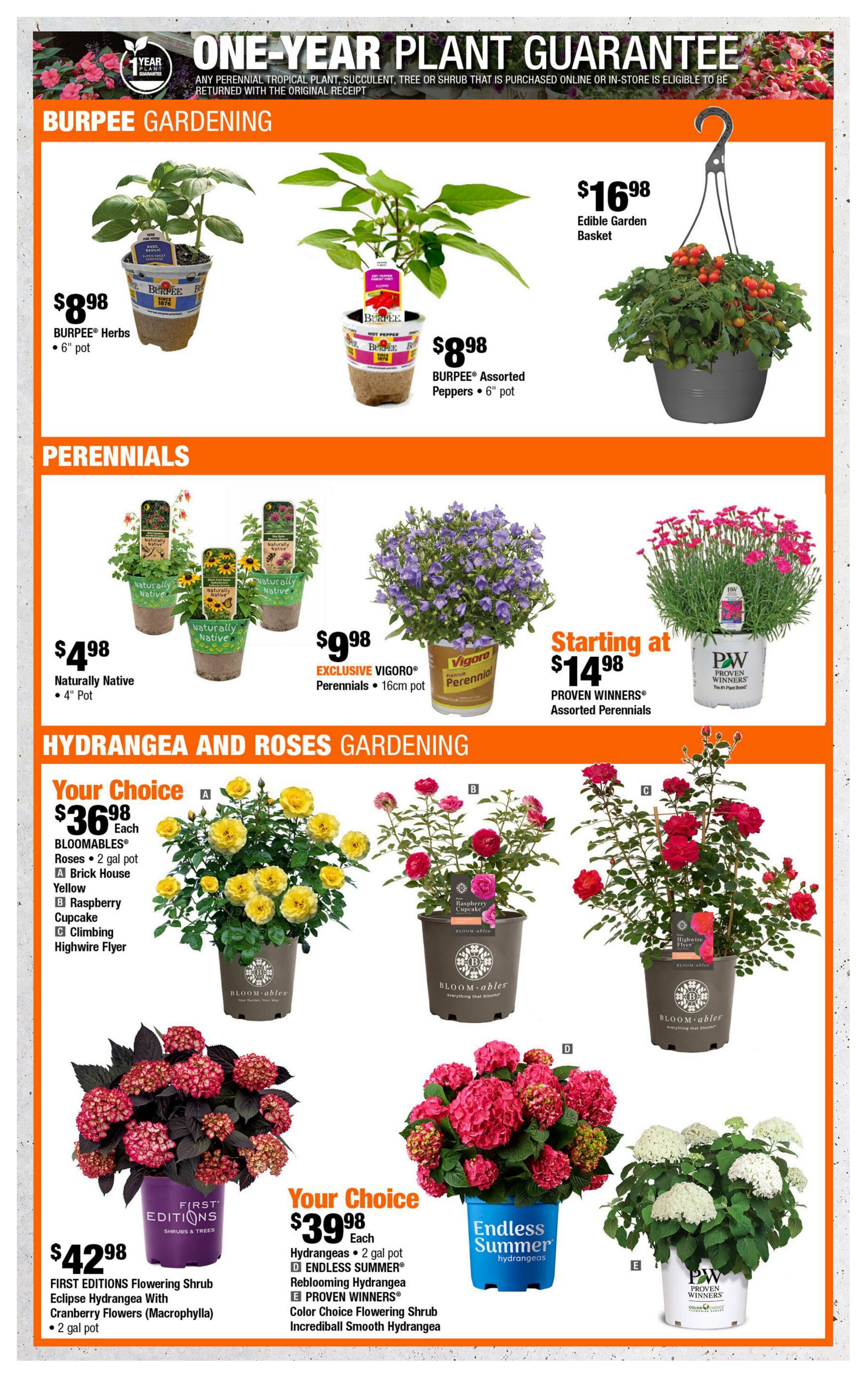 Home Depot flyer page 4 featuring gardening specials. Top section showcases Burpee Gardening with Burpee Herbs in a 6' pot for $8.98, Burpee Assorted Peppers in a 6' pot for $8.98, and an Edible Garden Basket for $16.98. The Perennials section includes Naturally Native plants in a 4' pot for $4.98, Exclusive Vigoro Perennials in a 16cm pot for $9.98, and Proven Winners Assorted Perennials starting at $14.98. The Hydrangea and Roses Gardening section offers a 'Your Choice' of Bloomables Roses in 2-gallon pots for $36.98 each, featuring varieties like Brick House Yellow, Raspberry Cupcake, and Climbing Highwire Flyer. Also featured is the First Editions Flowering Shrub Eclipse Hydrangea with Cranberry Flowers (Macrophylla) in a 2-gallon pot for $42.98. Another 'Your Choice' offers Hydrangeas in 2-gallon pots for $39.98 each, including Endless Summer Reblooming Hydrangea and Proven Winners Color Choice Flowering Shrub Incredible Smooth Hydrangea.