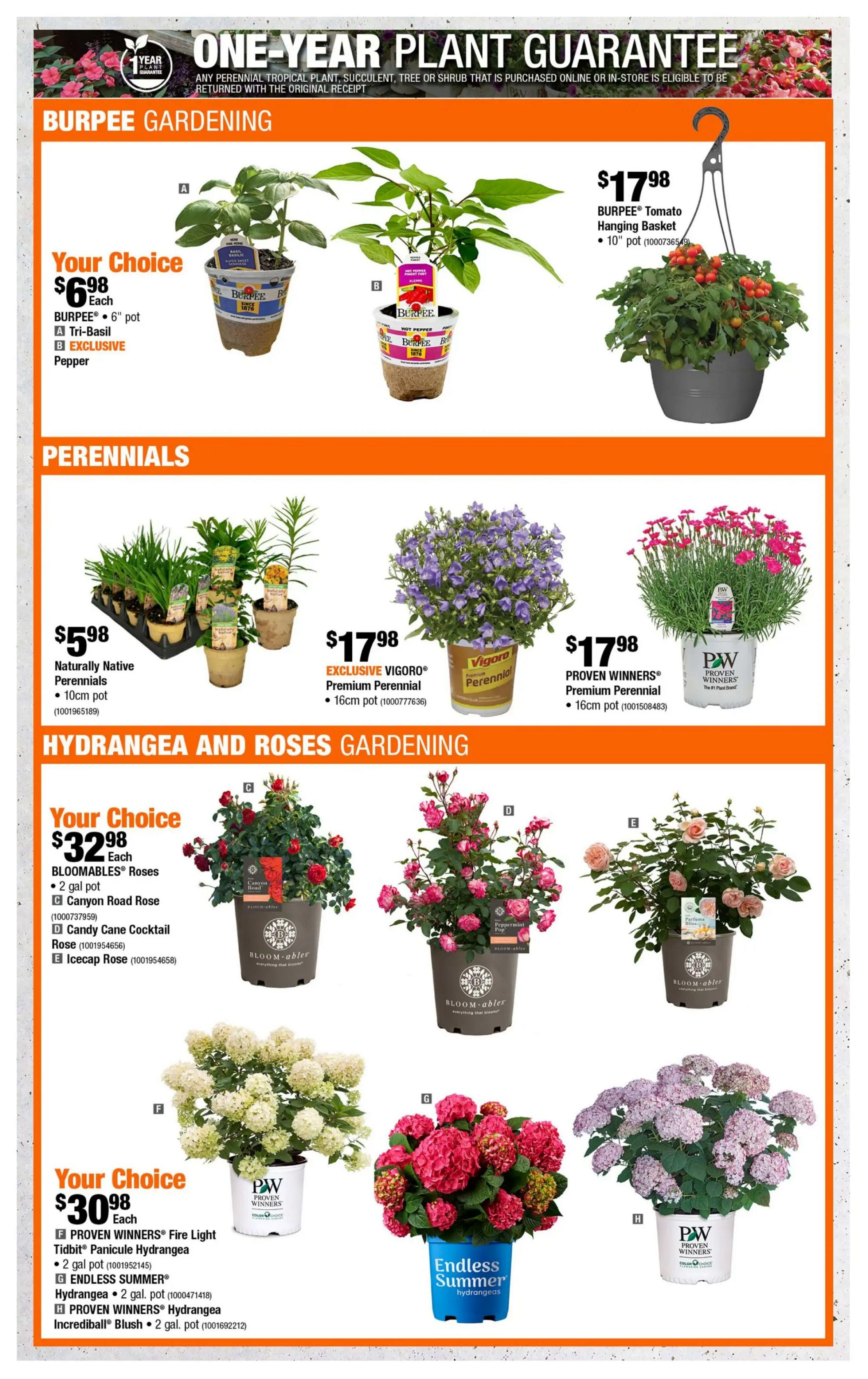 Home Depot flyer page 4 featuring gardening specials. Burpee gardening includes your choice of BURPEE® Tri-Basil or EXCLUSIVE Pepper plants in 6' pots for $6.98 each. Also available is a BURPEE® Tomato Hanging Basket in a 10' pot for $17.98. Perennials are featured with Naturally Native Perennials in 10cm pots for $5.98, EXCLUSIVE VIGORO® Premium Perennial in 16cm pots for $17.98, and PROVEN WINNERS® Premium Perennial in 16cm pots for $17.98. Hydrangea and Roses Gardening section offers your choice of BLOOMABLES® Roses, including Canyon Road Rose, Candy Cane Cocktail Rose, and Icecap Rose in 2 gal pots for $32.98. Also featured are PROVEN WINNERS® Fire Light Tidbit Panicle Hydrangea and ENDLESS SUMMER® Hydrangea in 2 gal pots for $30.98 each. Additionally, PROVEN WINNERS® Hydrangea Incrediball® Blush in a 2 gal pot is available.