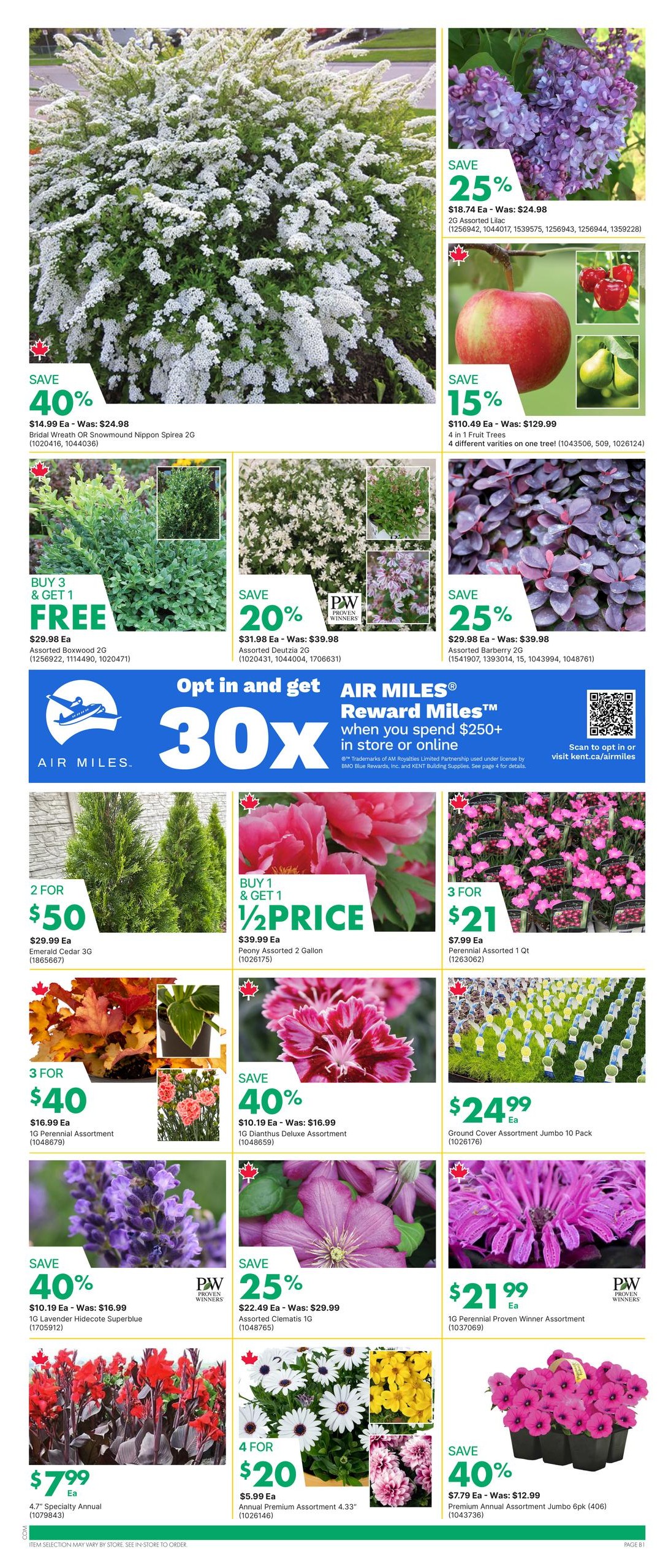 Page 2 of the kent weekly flyer specials. Featured items include Bridal Wreath OR Snowmound Nippon Spirea 2G on sale for $14.99 each, saving 40% off the original price of $24.98. Assorted Lilac 2G is 25% off, priced at $18.74 each, down from $24.98. 4 in 1 Fruit Trees are 15% off, selling for $110.49 each, a reduction from $129.99. Assorted Boxwood 2G is buy 3, get 1 free, priced at $29.98 each. Assorted Deutzia 2G is 20% off, selling for $31.98 each, down from $39.98. Assorted Barberry 2G is 25% off, priced at $29.98 each, down from $39.98. Emerald Cedar 3G is 2 for $50, with each selling for $29.99. Peony Assorted 2 Gallon is buy 1, get 1 half price, with each selling for $39.99. 1G Perennial Assortment is 3 for $40, with each selling for $16.99. 1G Dianthus Deluxe Assortment is 40% off, priced at $10.19 each, down from $16.99. Ground Cover Assortment Jumbo 10 Pack is $24.99 each. 1G Lavender Hidecote Superblue is 40% off, priced at $10.19 each, down from $16.99. Assorted Clematis 1G is 25% off, selling for $22.49 each, down from $29.99. 1G Perennial Proven Winner Assortment is $21.99 each. 4.7' Specialty Annual is $7.99 each. Annual Premium Assortment 4.33' is 4 for $20, with each selling for $5.99. Premium Annual Assortment Jumbo 6pk (406) is 40% off, selling for $7.79 each, down from $12.99. Also featured is an AIR MILES '30X Reward Miles' promotion when you spend $250+ in store or online.
