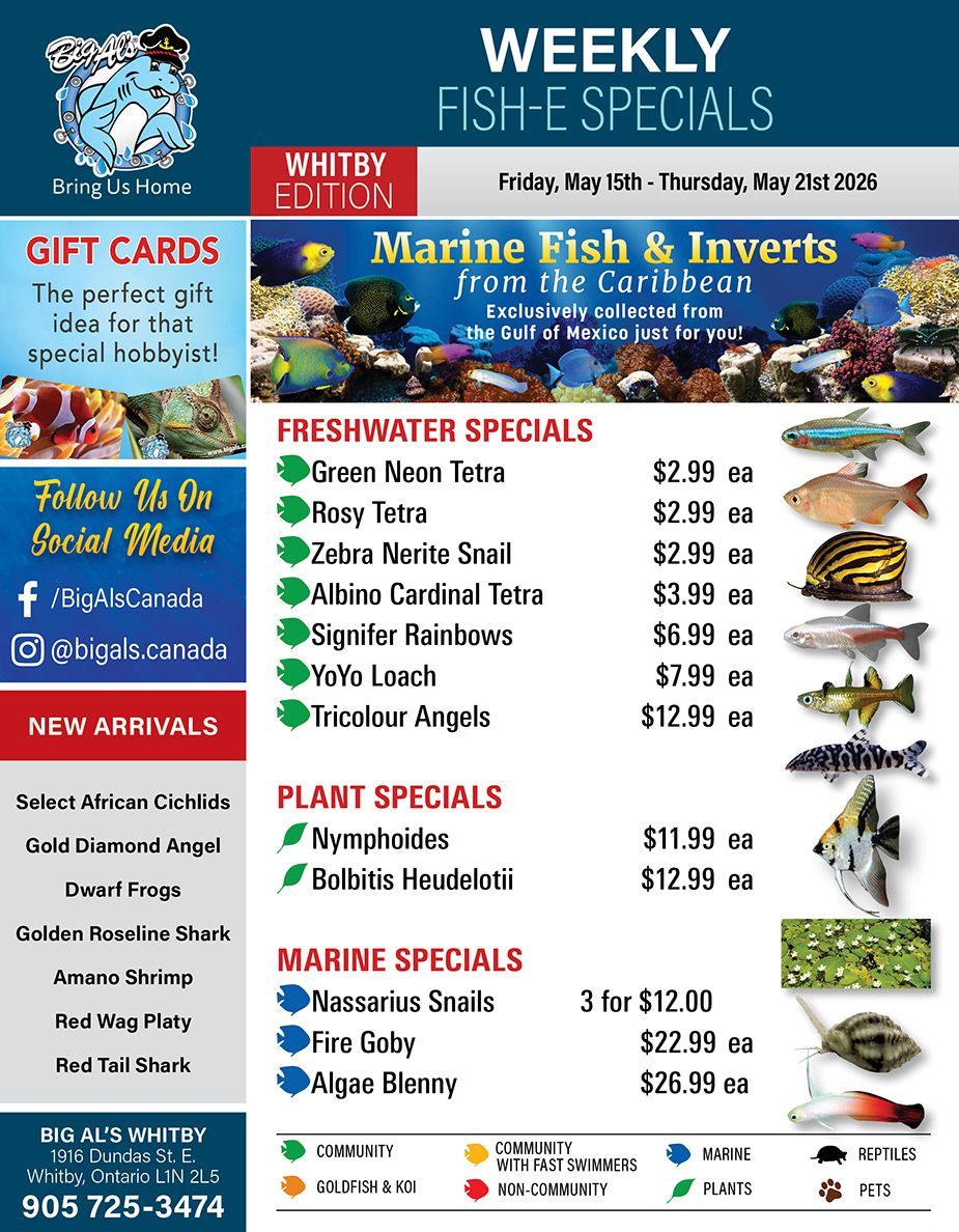 Big Al's flyer featuring weekly fish and aquarium specials, valid from Friday, May 15th to Thursday, May 21st 2026, for the Whitby edition. The flyer highlights 'Marine Fish & Inverts from the Caribbean', exclusively collected from the Gulf of Mexico, with an image of various colourful marine fish. Gift cards are advertised as the perfect gift idea for a special hobbyist, accompanied by images of a clownfish and a chameleon. Social media handles for Facebook (/BigAlsCanada) and Instagram (@bigals.canada) are listed. New arrivals include Select African Cichlids, Gold Diamond Angel, Dwarf Frogs, Golden Roseline Shark, Amano Shrimp, Red Wag Platy, and Red Tail Shark. Freshwater Specials feature Green Neon Tetra for $2.99 each, Rosy Tetra for $2.99 each, Zebra Nerite Snail for $2.99 each, Albino Cardinal Tetra for $3.99 each, Signifer Rainbows for $6.99 each, YoYo Loach for $7.99 each, and Tricolour Angels for $12.99 each, with corresponding images of these fish. Plant Specials include Nymphoides for $11.99 each and Bolbitis Heudelotii for $12.99 each, shown with an image of aquatic plants. Marine Specials offer Nassarius Snails 3 for $12.00, Fire Goby for $22.99 each, and Algae Blenny for $26.99 each, also with images. The bottom of the flyer provides Big Al's Whitby address at 1916 Dundas St. E., Whitby, Ontario L1N 2L5, and phone number 905 725-3474. A legend at the bottom explains icons for different animal and plant categories: Community, Goldfish & Koi, Community with Fast Swimmers, Non-Community, Marine, Plants, Reptiles, and Pets.