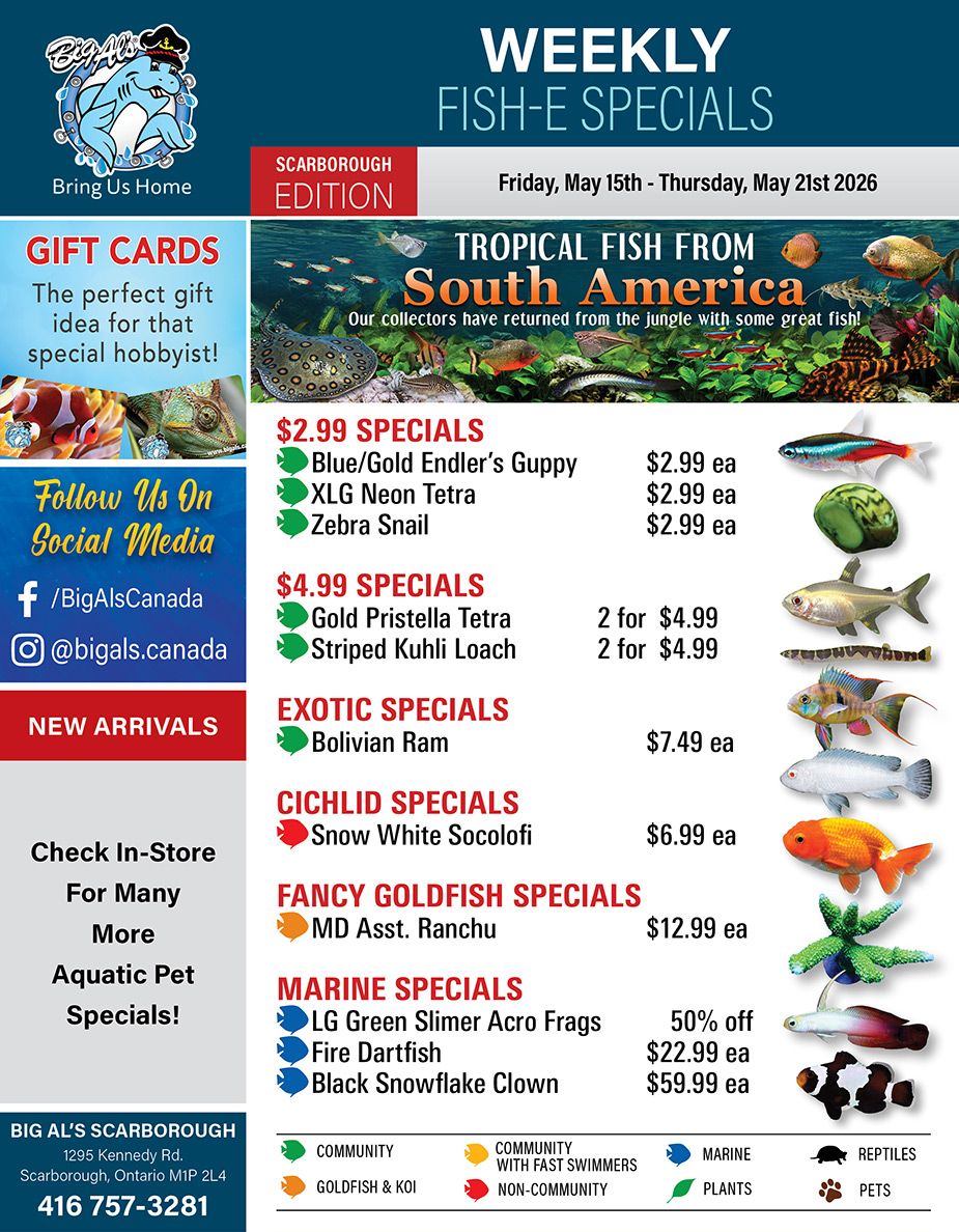 Big Al's flyer for the Scarborough edition, valid from Friday, May 15th to Thursday, May 21st 2026. The flyer features 'Weekly Fish-E Specials' and highlights 'Tropical Fish from South America', noting that collectors have returned with great fish. Gift cards are advertised as the perfect gift for hobbyists. Social media handles for Facebook (/BigAlsCanada) and Instagram (@bigals.canada) are displayed. There's a section for 'New Arrivals' and an invitation to 'Check In-Store For Many More Aquatic Pet Specials'. Special offers include: $2.99 Specials for Blue/Gold Endler's Guppy, XLG Neon Tetra, and Zebra Snail, all priced at $2.99 each. $4.99 Specials for Gold Pristella Tetra and Striped Kuhli Loach, both available at 2 for $4.99. Exotic Specials feature Bolivian Ram for $7.49 each. Cichlid Specials include Snow White Socolofi for $6.99 each. Fancy Goldfish Specials offer MD Asst. Ranchu for $12.99 each. Marine Specials feature LG Green Slimer Acro Frags at 50% off, Fire Dartfish for $22.99 each, and Black Snowflake Clown for $59.99 each. A legend at the bottom uses icons to categorize fish types: Community, Goldfish & Koi, Community with Fast Swimmers, Non-Community, Marine, Plants, Reptiles, and Pets. The footer provides the store address: 1295 Kennedy Rd, Scarborough, Ontario M1P 2L4, and phone number: 416 757-3281.