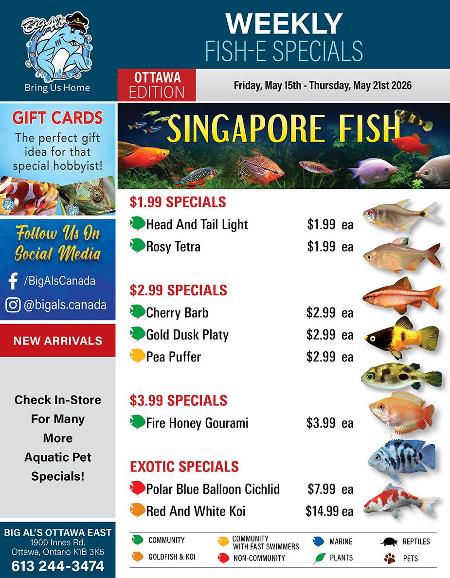 Big Al's flyer for the Ottawa edition, valid from Friday, May 15th to Thursday, May 21st 2026. The flyer features weekly 'Fish-E Specials'. The top left highlights gift cards as the perfect gift for a special hobbyist, shown alongside images of various fish and a chameleon. Social media handles for Facebook (/BigAlsCanada) and Instagram (@bigals.canada) are listed. A section for 'New Arrivals' and a prompt to 'Check In-Store For Many More Aquatic Pet Specials!' are also present. The main section is dedicated to 'Singapore Fish' with a vibrant image of diverse fish species. Special offers include: Head And Tail Light fish for $1.99 each and Rosy Tetra for $1.99 each. Cherry Barb, Gold Dusk Platy, and Pea Puffer are each $2.99. Fire Honey Gourami are available for $3.99 each. Exotic Specials include Polar Blue Balloon Cichlid for $7.99 each and Red And White Koi for $14.99 each. Each listed fish has a corresponding image. The bottom left provides store details for Big Al's Ottawa East at 1900 Innes Rd., Ottawa, Ontario K1B 3K5, with the phone number 613 244-3474. A legend at the bottom right explains icons for different pet categories: Community fish, Goldfish & Koi, Community with Fast Swimmers, Non-Community fish, Marine, Plants, Reptiles, and Pets.