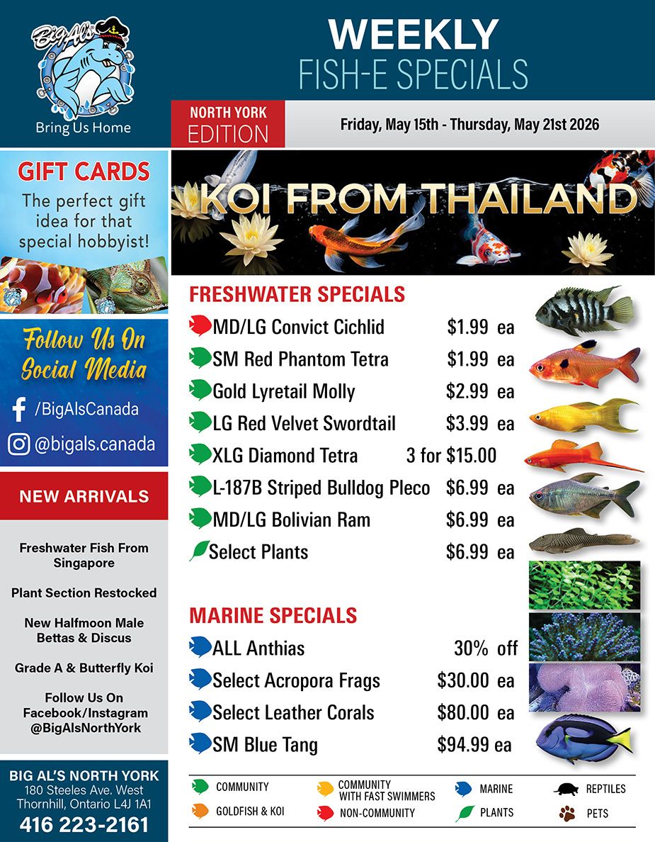 Big Al's weekly flyer for North York, valid from Friday, May 15th to Thursday, May 21st 2026. The flyer features 'Weekly Fish-E Specials'. The top banner highlights 'Koi From Thailand' with an image of colourful koi fish and water lilies. A 'Gift Cards' section offers the perfect gift idea for that special hobbyist. Social media links are provided for Facebook (@BigAlsCanada) and Instagram (@bigals.canada). 'New Arrivals' include Freshwater Fish From Singapore, a restocked Plant Section, New Halfmoon Male Bettas & Discus, and Grade A & Butterfly Koi. Another social media prompt encourages following @BigAlsNorthYork on Facebook and Instagram. The 'Freshwater Specials' section lists: MD/LG Convict Cichlid for $1.99 each, SM Red Phantom Tetra for $1.99 each, Gold Lyretail Molly for $2.99 each, LG Red Velvet Swordtail for $3.99 each, XLG Diamond Tetra, 3 for $15.00, L-187B Striped Bulldog Pleco for $6.99 each, MD/LG Bolivian Ram for $6.99 each, and Select Plants for $6.99 each. The 'Marine Specials' section includes: ALL Anthias at 30% off, Select Acropora Frags for $30.00 each, Select Leather Corals for $80.00 each, and SM Blue Tang for $94.99 each. The bottom of the flyer provides Big Al's North York address: 180 Steeles Ave. West, Thornhill, Ontario L4J 1A1, and phone number: 416 223-2161. A legend for fish compatibility is also present, categorizing fish as Community, Community with Fast Swimmers, Non-Community, Goldfish & Koi, Marine, Plants, Reptiles, and Pets.