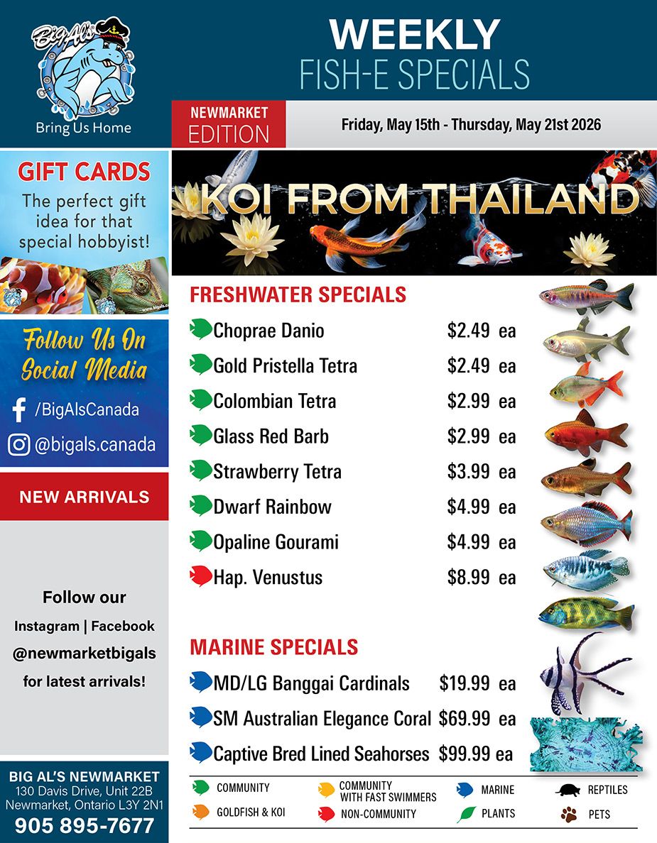 Big Al's flyer featuring weekly fish specials valid from Friday, May 15th to Thursday, May 21st 2026, Newmarket Edition. The top banner announces 'Weekly Fish-E Specials'. A large section highlights 'Koi From Thailand' with an image of colourful koi fish swimming among water lilies. On the left, a 'Gift Cards' section promotes them as a perfect gift for hobbyists, accompanied by images of fish and a chameleon. Below this, 'Follow Us On Social Media' lists Facebook (@BigAlsCanada) and Instagram (@bigals.canada). A 'New Arrivals' section encourages following @newmarketbigals on Instagram and Facebook for updates. The bottom left provides Big Al's Newmarket address: 130 Davis Drive, Unit 22B, Newmarket, Ontario L3Y 2N1, and phone number 905 895-7677. The right side of the flyer details 'Freshwater Specials' including Choprae Danio for $2.49 each, Gold Pristella Tetra for $2.49 each, Colombian Tetra for $2.99 each, Glass Red Barb for $2.99 each, Strawberry Tetra for $3.99 each, Dwarf Rainbow for $4.99 each, Opaline Gourami for $4.99 each, and Hap. Venustus for $8.99 each. Below this are 'Marine Specials' featuring MD/LG Banggai Cardinals for $19.99 each, SM Australian Elegance Coral for $69.99 each, and Captive Bred Lined Seahorses for $99.99 each. A legend at the bottom uses coloured icons to categorize fish and products: Community, Community with Fast Swimmers, Non-Community, Goldfish & Koi, Marine, Plants, Reptiles, and Pets.