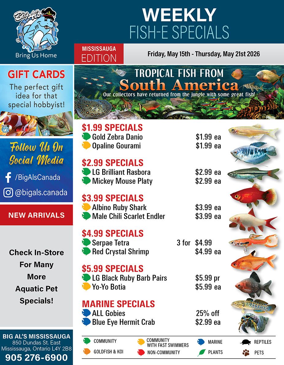 Big Al's flyer for the Mississauga edition, valid from Friday, May 15th to Thursday, May 21st 2026, features weekly Fish-E specials. The flyer promotes 'Tropical Fish from South America', stating that collectors have returned with new stock. Gift cards are available, described as 'the perfect gift idea for that special hobbyist!' Customers can follow Big Al's on social media via Facebook (@BigAlsCanada) and Instagram (@bigals.canada). The flyer also mentions 'New Arrivals' and encourages customers to 'Check In-Store For Many More Aquatic Pet Specials!' Featured specials include: Gold Zebra Danio for $1.99 each, Opaline Gourami for $1.99 each. LG Brilliant Rasbora for $2.99 each, Mickey Mouse Platy for $2.99 each. Albino Ruby Shark for $3.99 each, Male Chili Scarlet Endler for $3.99 each. Serpae Tetra are 3 for $4.99, and Red Crystal Shrimp are $4.99 each. LG Black Ruby Barb Pairs are $5.99 per pair, and Yo-Yo Botia are $5.99 each. Marine Specials include ALL Gobies at 25% off and Blue Eye Hermit Crab for $2.99 each. The bottom of the flyer provides Big Al's Mississauga store details: 850 Dundas St. East, Mississauga, Ontario L4Y 2B8, phone number 905 276-6900. A legend categorizes aquatic pets by type and compatibility, such as Community, Goldfish & Koi, Marine, and Reptiles.