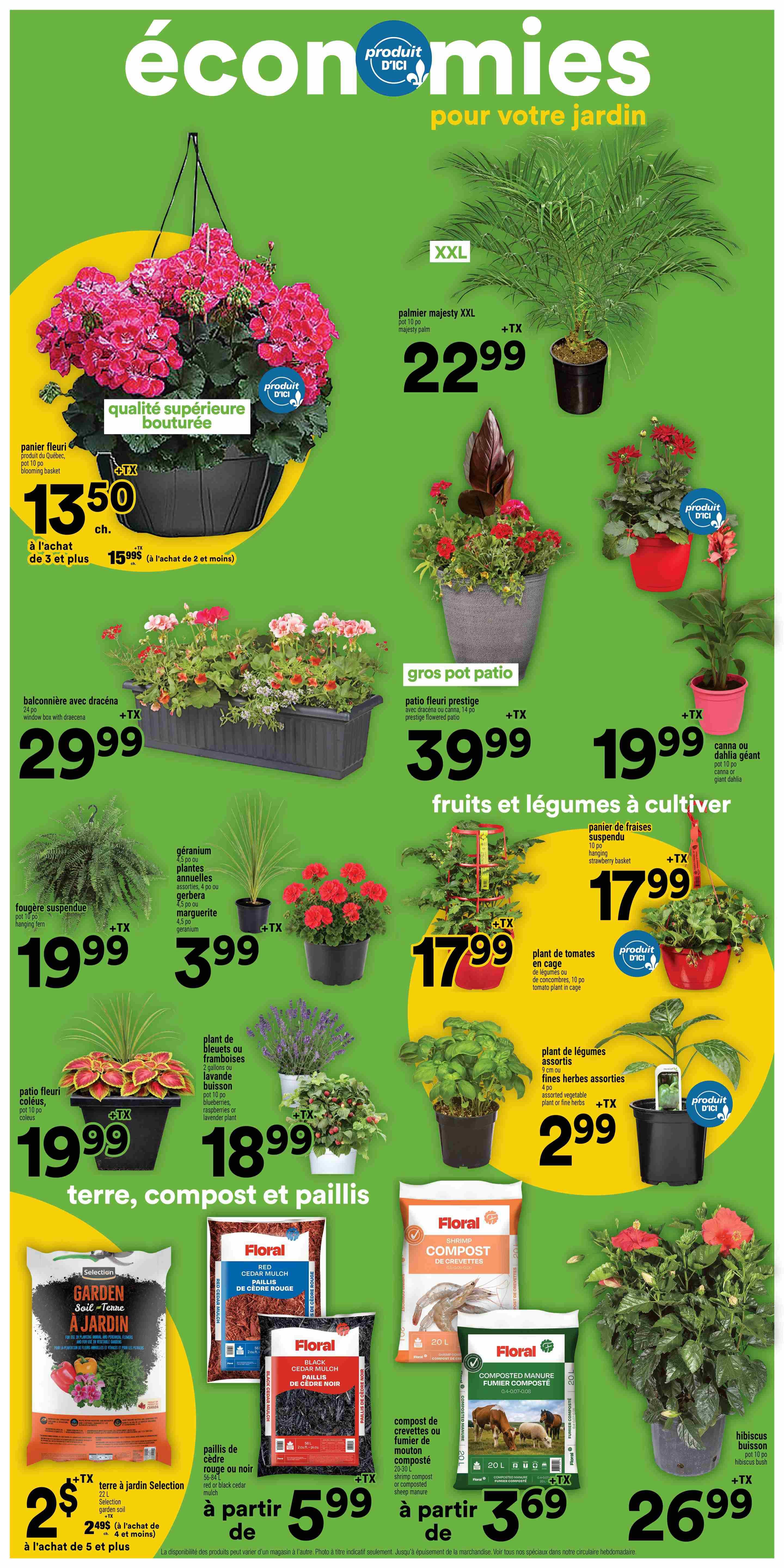 Super C weekly flyer specials page 13 features a wide selection of garden products. Top deals include a premium quality blooming basket for $13.50 when you buy 3 or more, or $15.99 for 2 or more. A large XXL majesty palm is priced at $22.99. Other plants include a 24-inch window box with dracaena for $29.99, a large patio planter with prestige flowering plants for $39.99, and a hanging strawberry basket for $17.99. Smaller plants like hanging ferns are $19.99, assorted geraniums, annual plants, marguerites, and gerberas are $3.99, and assorted blueberry, strawberry, or lavender plants are $18.99. Also featured are a patio flowering plant with coleus for $19.99, a canna or giant dahlia for $19.99, and assorted vegetable plants or fine herbs for $2.99. The flyer also offers garden soil for $2 with purchase of 5 or more, red or black cedar mulch starting at $5.99, and shrimp compost or composted sheep manure starting at $3.69. A hibiscus bush is available for $26.99.
