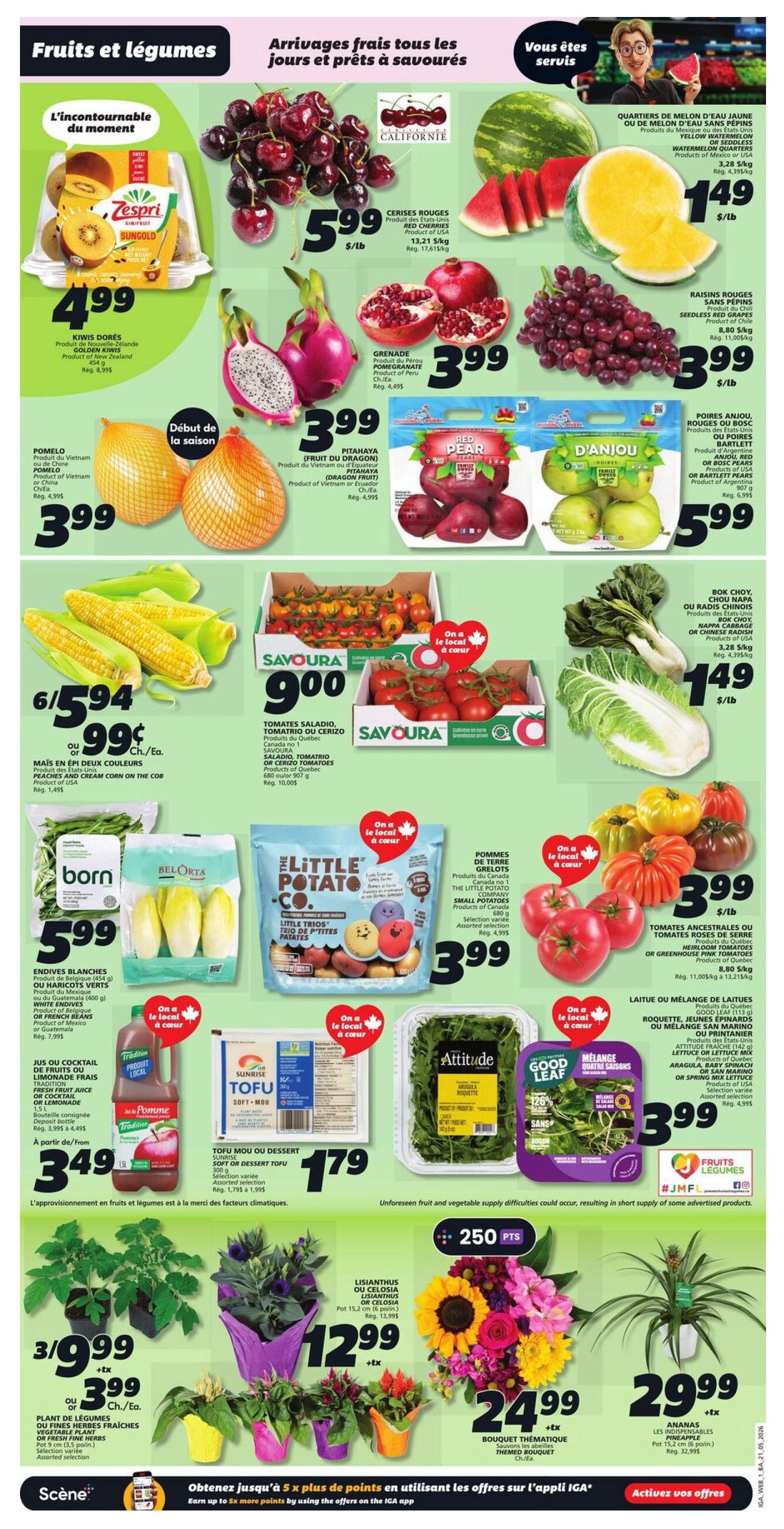 IGA Weekly Flyer Specials Page 3 features a wide selection of fresh fruits and vegetables. Highlights include Zespri Sungold Kiwis for $4.99, California Red Cherries for $5.99/lb, and Yellow Watermelon Quarters for $1.49/lb. Other featured items are Pomegranates for $3.99, Seedless Red Grapes for $3.99/lb, and Red Pear or Bartlett Pears for $3.99/lb. Seasonal produce includes Pomelos from Vietnam or China for $3.99, and Pitahaya (Dragon Fruit) from Vietnam or Ecuador for $3.99. Fresh corn on the cob is 6 for $5.94 or $0.99 each. Savoura Tomatoes are $9.00 for a 1.807 kg container. Bok Choy, Nappa Cabbage, or Chinese Bok Choy is $1.49/lb. Belorta Endives are $5.99 for 454g. The Little Potato Co. Little Trios potatoes are $3.99. Heirloom or Greenhouse Tomatoes are $3.99/lb. Sunrise Tofu is $1.79 for soft or firm. Attitude Salad Mix, Good Leaf Salad Mix, or Spinach are $3.99. Also available are fresh fruit juices for $3.49. For plants, see Lisianthus or Celosia pots for $12.99, Vegetable Plants or Fresh Herbs for $3.99 each, Thematic Bouquets for $24.99, and Pineapples for $29.99. Customers can earn up to 5x more points by using the offers on the IGA app.