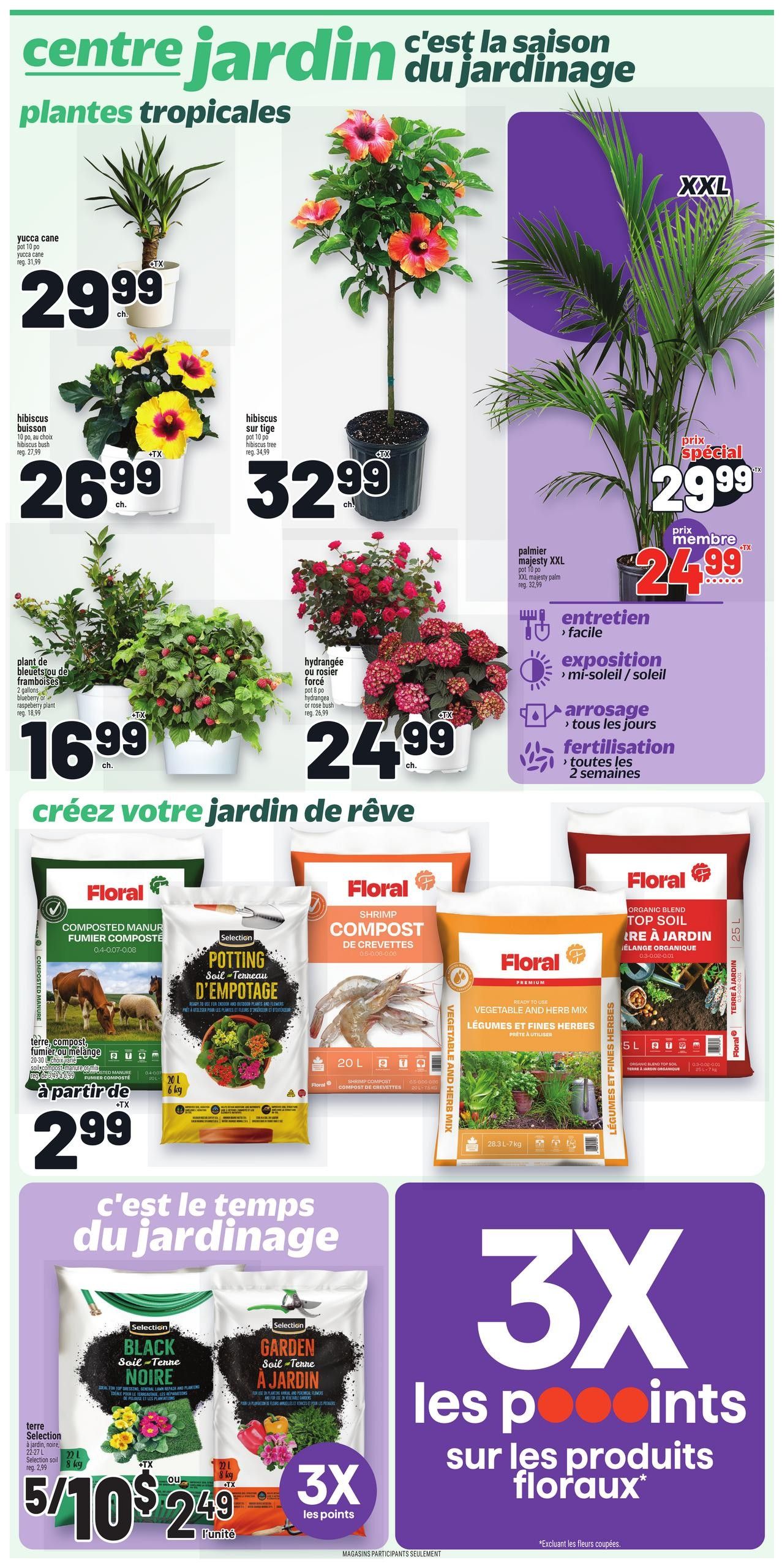 Metro Quebec weekly flyer specials page 11 features tropical plants and gardening supplies. Tropical plants include Yucca Cane for $29.99, bush hibiscus for $26.99, and tree hibiscus for $32.99. Also available is a raspberry plant for $16.99 and hydrangeas or rose bushes for $24.99. A large XXL Majesty Palm is on special for $29.99, with a member price of $24.99, and includes care tips for easy maintenance, sun exposure, daily watering, and bi-weekly fertilization. Gardening supplies include Floral Composted Manure starting at $2.99, Selection Potting Soil for $2.99, Floral Shrimp Compost for $2.99, Floral Vegetable and Herb Mix for $2.99, and Floral Organic Blend Top Soil for $2.99. Additionally, earn 3X loyalty points on floral products, excluding cut flowers. Selection Black Soil and Garden Soil are available as a 2-pack for $10 or $5.49 each.