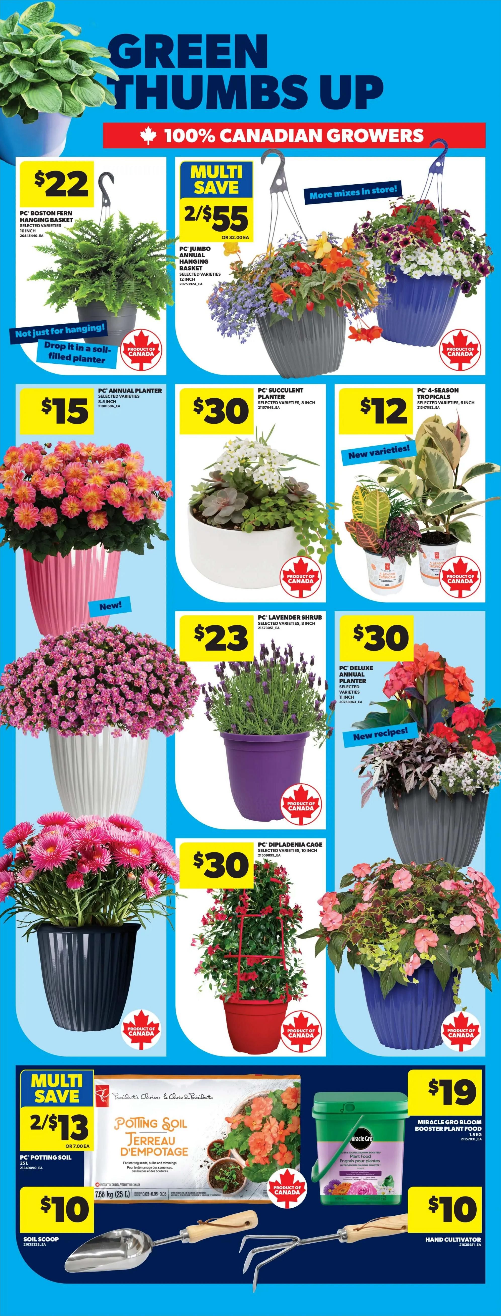 Real Canadian Superstore flyer page 46 features a 'Green Thumbs Up' collection from 100% Canadian Growers. Featured items include a PC Boston Fern Hanging Basket for $22, and a Multi-Save offer of 2 for $55 on PC Jumbo Annual Hanging Baskets (12 inch). Also available are PC Annual Planters for $15, PC Succulent Planters for $30, and PC 4-Season Tropicals for $12. For larger plants, see the PC Lavender Shrub for $23, PC Diaplandia Cage for $30, and PC Deluxe Annual Planter for $30. In gardening supplies, find PC Potting Soil (7.66 kg) in a 2 for $13 multi-save deal, Miracle Gro Bloom Booster Plant Food for $19, Soil Scoops for $10, and Hand Cultivators for $10.