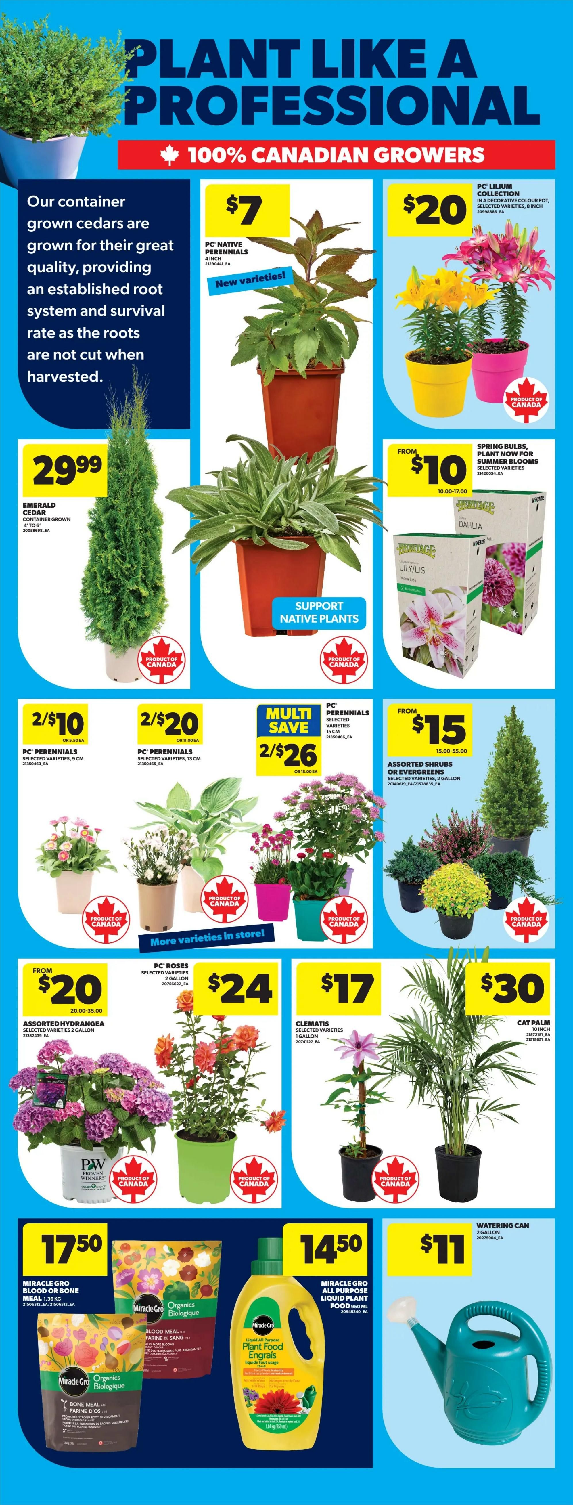 Real Canadian Superstore flyer, page 49, featuring a 'Plant Like a Professional' theme with 100% Canadian Growers. Offers include PC Native Perennials in 4-inch pots for $7, PC Lilium Collection in 6-inch pots for $20, and Emerald Cedar container grown trees for $29.99. Also available are Spring Bulbs for summer blooms from $10, PC Perennials in 9 cm pots for 2/$10, PC Perennials in 13 cm pots for 2/$20, and PC Perennials selected varieties for 2/$26. Featured are Assorted Hydrangeas for $20, PC Roses selected varieties for $24, Clematis selected varieties in 1 gallon pots for $17, and Cat Palm in 10-inch pots for $30. Garden supplies include Miracle-Gro Blood or Bone Meal 1.36 kg for $17.50, Miracle-Gro Liquid All Purpose Plant Food 950 mL for $14.50, and a 2-gallon Watering Can for $11.