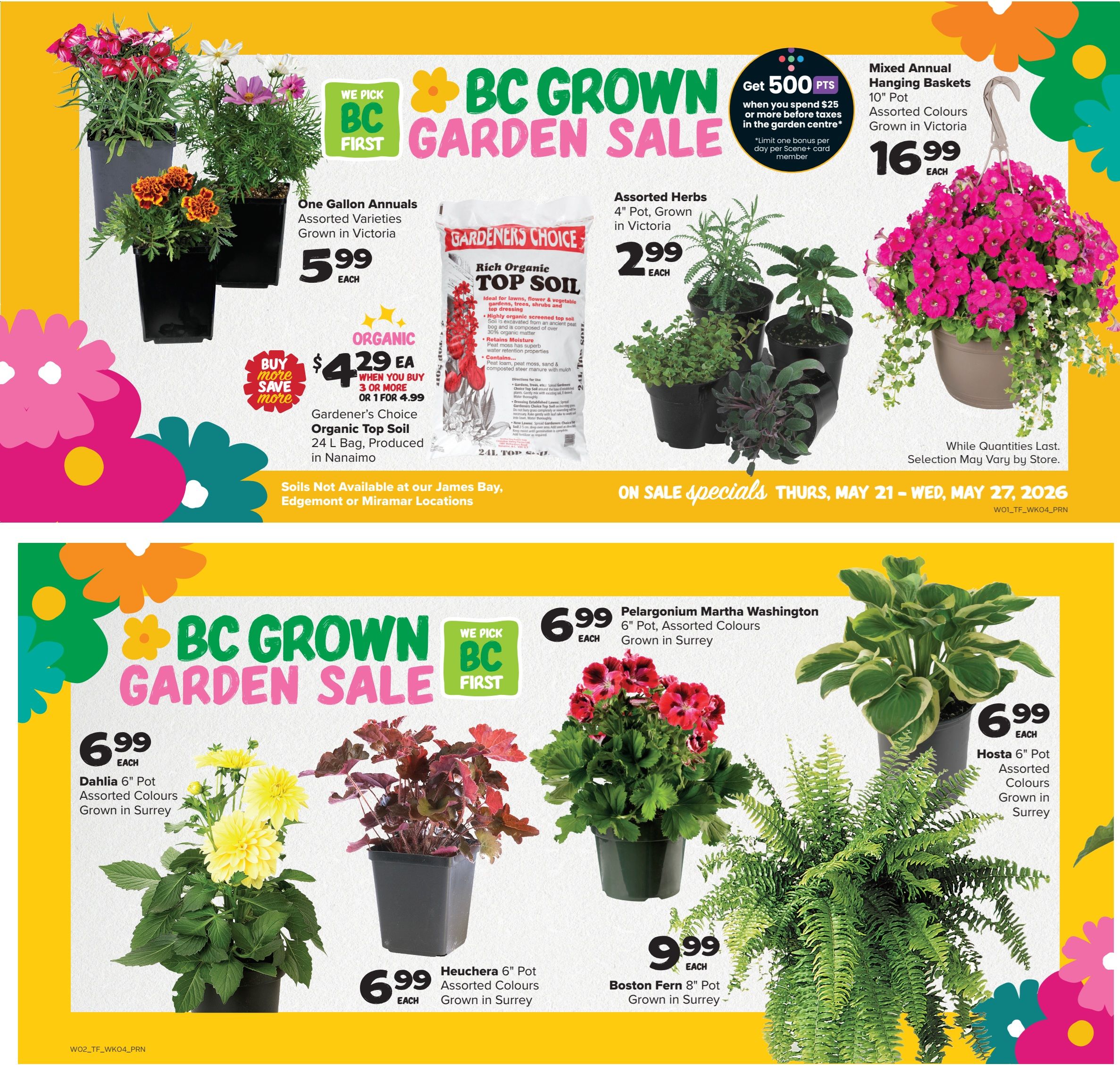 Thrifty Foods flyer page 2 features a BC Grown Garden Sale. On sale are One Gallon Annuals, assorted varieties grown in Victoria for $5.99 each. Gardener's Choice Organic Top Soil, a 24 L bag produced in Nanaimo, is $4.29 each when you buy 3 or more, or $4.99 for 1. Assorted Herbs in 4' pots, grown in Victoria, are $2.99 each. Mixed Annual Hanging Baskets, 10' pot with assorted colours grown in Victoria, are $16.99 each. Also featured are Dahlia in 6' pots, assorted colours grown in Surrey, for $6.99 each. Heuchera in 6' pots, assorted colours grown in Surrey, are $6.99 each. Pelargonium Martha Washington in 6' pots, assorted colours grown in Surrey, are $6.99 each. Hosta in 6' pots, assorted colours grown in Surrey, are $6.99 each. Boston Fern in 8' pots, grown in Surrey, are $9.99 each. Get 500 bonus Scene+ points when you spend $25 or more before taxes in the garden centre. Sale runs Thursday, May 21 to Wednesday, May 27, 2026.