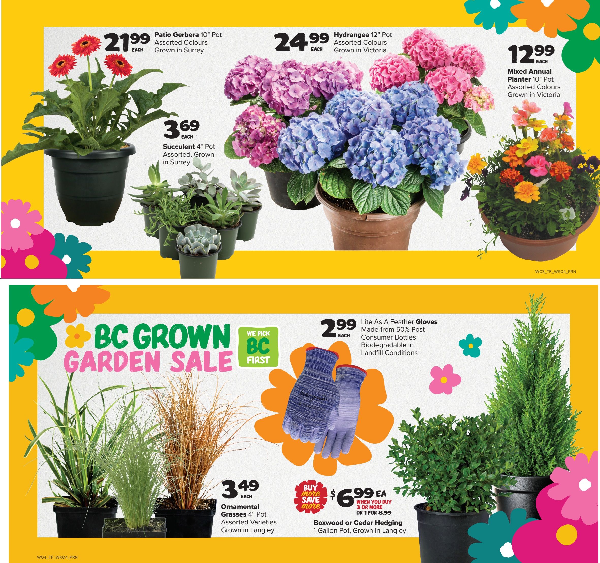 Thrifty Foods weekly flyer specials, page 3. Features a variety of garden plants and accessories. Top row includes Patio Gerbera 10' Pot Assorted Colours Grown in Surrey for $21.99 each, Hydrangea 12' Pot Assorted Colours Grown in Victoria for $24.99 each, and a Mixed Annual Planter 10' Pot Assorted Colours Grown in Victoria for $12.99 each. Also available are Succulent 4' Pot Assorted, Grown in Surrey for $3.69 each. The bottom section highlights the BC Grown Garden Sale. Featured items include Ornamental Grasses 4' Pot Assorted Varieties Grown in Langley for $3.49 each. Lite As A Feather Gloves are $2.99 each, made from 50% post-consumer bottles and biodegradable. Boxwood or Cedar Hedging 1 Gallon Pot, Grown in Langley is on sale for $6.99 each when you buy 3 or more, or 1 for $8.99.
