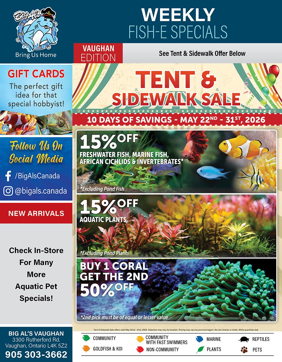 Big Al's flyer featuring weekly fish and aquatic pet specials for the Vaughan location. The flyer highlights a Tent & Sidewalk Sale running from May 22nd to 31st, 2026, offering 10 days of savings. Key promotions include 15% off freshwater fish, marine fish, African cichlids, and invertebrates (excluding pond fish). There is also 15% off aquatic plants (excluding pond plants). A coral special offers buy one, get the second at 50% off, with the second item needing to be of equal or lesser value. The flyer also mentions gift cards as a perfect idea for hobbyists, invites customers to follow Big Al's on social media (@BigAlsCanada on Facebook and @bigals.canada on Instagram), and promotes new arrivals and in-store aquatic pet specials. The bottom of the flyer provides the Big Al's Vaughan address at 3300 Rutherford Rd, Vaughan, Ontario L4K 5Z2, and phone number 905 303-3662. A legend for pet compatibility is included, categorizing community, goldfish & koi, community with fast swimmers, non-community, marine, plants, reptiles, and pets.