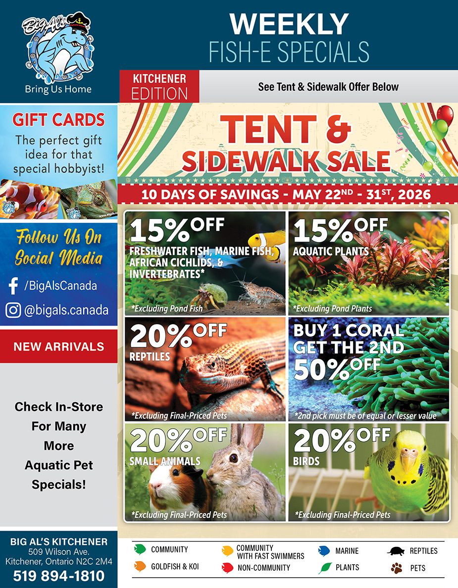Big Al's - Kitchener flyer featuring Weekly Fish-E Specials and a Tent & Sidewalk Sale. The sale runs for 10 days of savings from May 22nd to 31st, 2026. On the left, there's information about Gift Cards, social media handles (@BigAlsCanada on Facebook, @bigals.canada on Instagram), New Arrivals, and an invitation to check in-store for more aquatic pet specials. The main offers include 15% off Freshwater Fish, Marine Fish, African Cichlids, and Invertebrates (excluding Pond Fish), and 15% off Aquatic Plants (excluding Pond Plants). There's also 20% off Reptiles (excluding Final-Priced Pets), and a 'Buy 1 Coral Get the 2nd 50% off' deal, where the second pick must be of equal or lesser value. Additionally, customers can get 20% off Small Animals (excluding Final-Priced Pets) and 20% off Birds (excluding Final-Priced Pets). The bottom of the flyer provides the store's address: Big Al's Kitchener, 509 Wilson Ave, Kitchener, Ontario N2C 2M4, and phone number 519 894-1810. A legend at the bottom categorizes pets and plants.