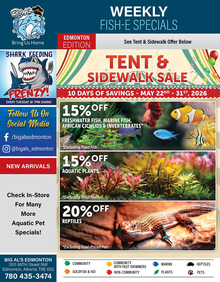 Big Al's Edmonton weekly flyer for the Tent & Sidewalk Sale, valid May 22nd to 31st, 2026. The flyer announces 'Weekly Fish-E Specials' and an 'Edmonton Edition' 'Tent & Sidewalk Sale' offering '10 Days of Savings'. Featured discounts include 15% off freshwater fish, marine fish, African cichlids, and invertebrates, with an exclusion for pond fish. There is also 15% off aquatic plants, excluding pond plants. Reptiles are 20% off, excluding final-priced pets. The top left corner displays the Big Al's logo with a shark character and the slogan 'Bring Us Home'. A 'Shark Feeding Frenzy!' event is advertised for every Tuesday at 7 PM. Social media information is provided to 'Follow Us On Social Media' via Facebook at /bigalsedmonton and Instagram at @bigals_edmonton. Sections for 'New Arrivals' and a prompt to 'Check In-Store For Many More Aquatic Pet Specials!' are visible. The bottom left includes the store's address: Big Al's Edmonton, 3511 99th Street NW, Edmonton, Alberta, T6E 6S2, and phone number 780 435-3474. A legend at the bottom categorizes pets as Community, Goldfish & Koi, Community with Fast Swimmers, Non-Community, Marine, Plants, Reptiles, and Pets.