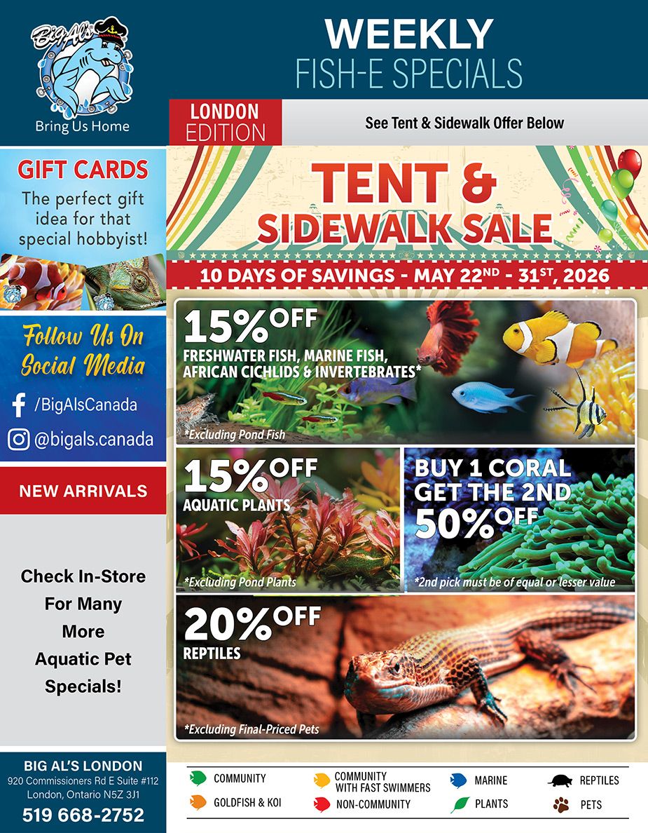 Big Al's flyer featuring their 'Weekly Fish-E Specials' and a 'Tent & Sidewalk Sale' valid from May 22nd to 31st, 2026. The flyer highlights several discounts: 15% off freshwater fish, marine fish, African cichlids, and invertebrates (excluding pond fish). There is also 15% off aquatic plants (excluding pond plants). Customers can buy one coral and get the second one 50% off, with the second item needing to be of equal or lesser value. Reptiles are 20% off (excluding final-priced pets). The flyer also promotes gift cards, new arrivals, and encourages customers to check in-store for more aquatic pet specials. Social media handles for Big Al's Canada are listed: Facebook /BigAlsCanada and Instagram @bigals.canada. The bottom of the flyer provides the Big Al's London address at 920 Commissioners Rd E Suite #112, London, Ontario N5Z 3J1, and phone number 519 668-2752. A legend at the bottom categorizes pets: Community, Goldfish & Koi, Community with Fast Swimmers, Non-Community, Marine, Plants, Reptiles, and Pets.