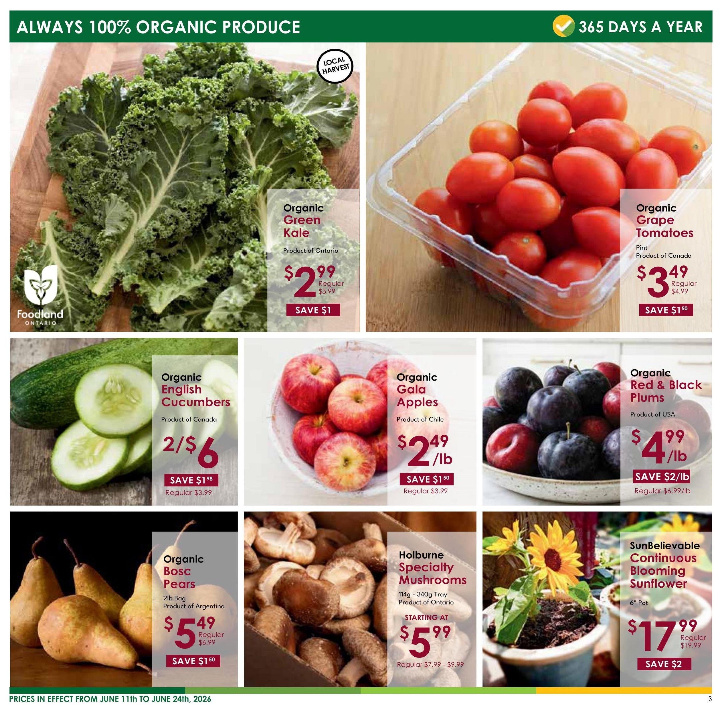 Nature's Emporium flyer page 3 features 'Always 100% Organic Produce' and '365 Days a Year'. Featured items include Organic Green Kale from Ontario for $2.99, saving $1. Organic Grape Tomatoes (pint) from Canada for $3.49, saving $1.50. Organic English Cucumbers are 2 for $6, saving $1.98. Organic Gala Apples from Chile are $2.49/lb, saving $1.50. Organic Red & Black Plums from the USA are $4.99/lb, saving $2/lb. Organic Bosc Pears (2lb bag) from Argentina are $5.49, saving $1.50. Holburne Specialty Mushrooms (114g - 340g tray) from Ontario start at $5.99, with regular prices from $7.99 - $9.99. A SunBelievable Continuous Blooming Sunflower in a 6' pot is $17.99, saving $2. Prices are in effect from June 11th to June 24th, 2026.