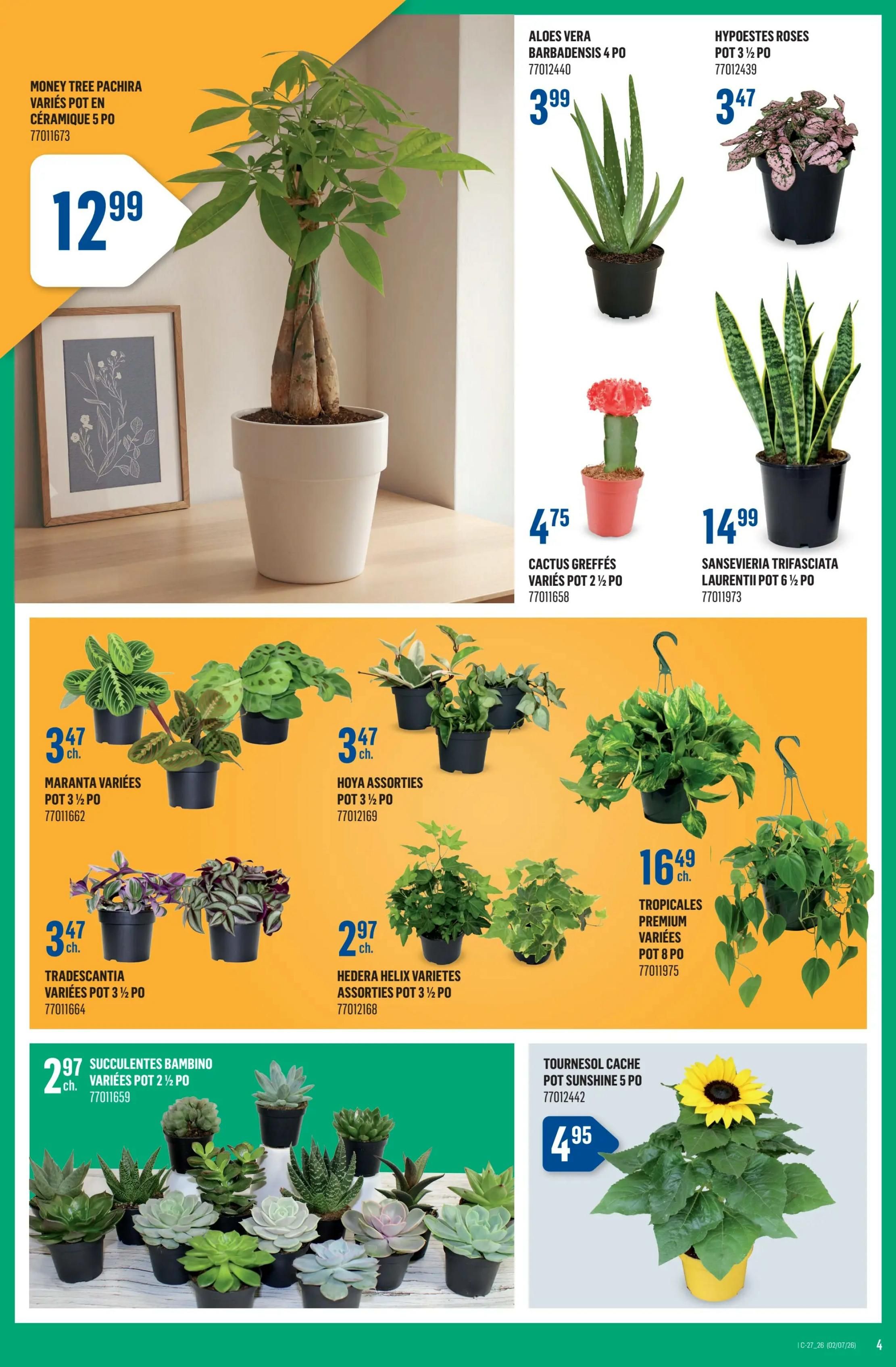 Canac weekly flyer specials page 4 features a variety of houseplants and succulents. Featured items include a Money Tree Pachira in a ceramic pot for $12.99, Aloes Vera Barbadensis in a 4-inch pot for $3.99, Hypoestes Roses in a 3 1/2-inch pot for $3.47, and Sansevieria Trifasciata Laurentii in a 6 1/2-inch pot for $14.99. Also available are Cactus Greffés in a 2 1/2-inch pot for $4.75. The flyer also showcases Maranta Variées in a 3 1/2-inch pot for $3.47, Hoya Assorties in a 3 1/2-inch pot for $3.47, Tradescantia in a 3 1/2-inch pot for $3.47, and Hedera Helix Varietes Assorties in a 3 1/2-inch pot for $2.97. Tropicales Premium plants in an 8-inch pot are priced at $16.49. A large selection of Succulentes Bambino in 2 1/2-inch pots are available for $2.97. Finally, a Tournesol Cache Pot Sunshine in a 5-inch pot is offered for $4.95.