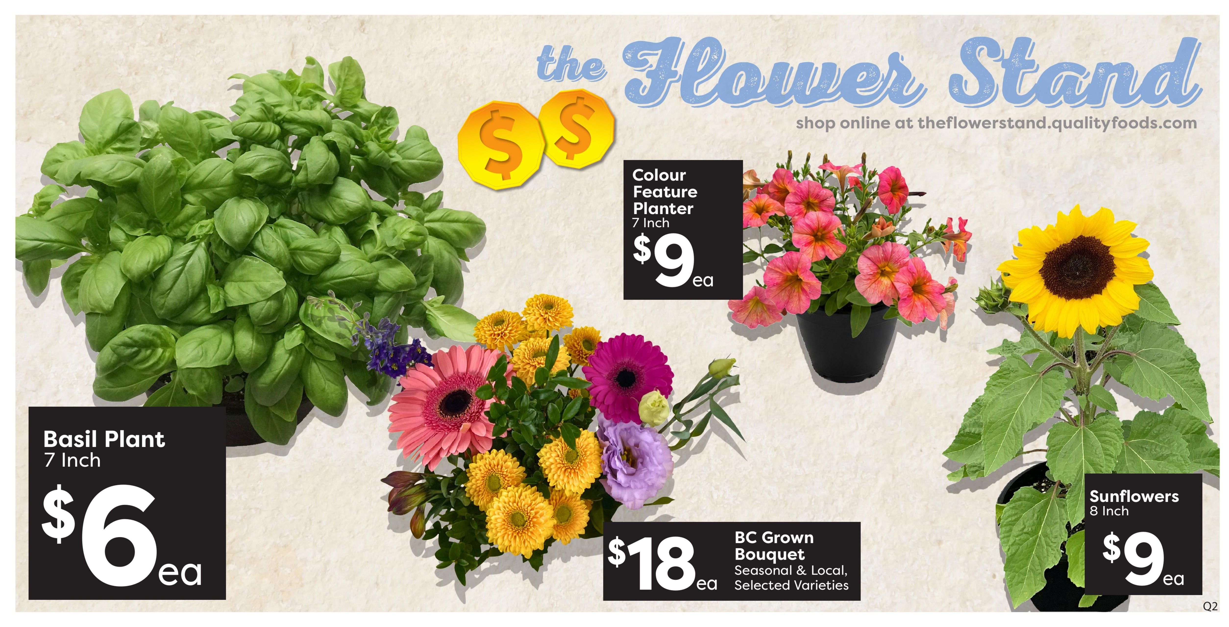 Quality Foods weekly flyer specials page 4 features The Flower Stand with various plants and bouquets. A 7-inch Basil Plant is available for $6 each. A Colour Feature Planter, 7-inch, is priced at $9 each. A BC Grown Bouquet, featuring seasonal and local selected varieties, costs $18 each. Also featured are 8-inch Sunflowers for $9 each. Shop online at theflowerstand.qualityfoods.com.