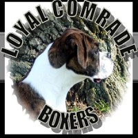 Logo Loyal Comrade Boxers